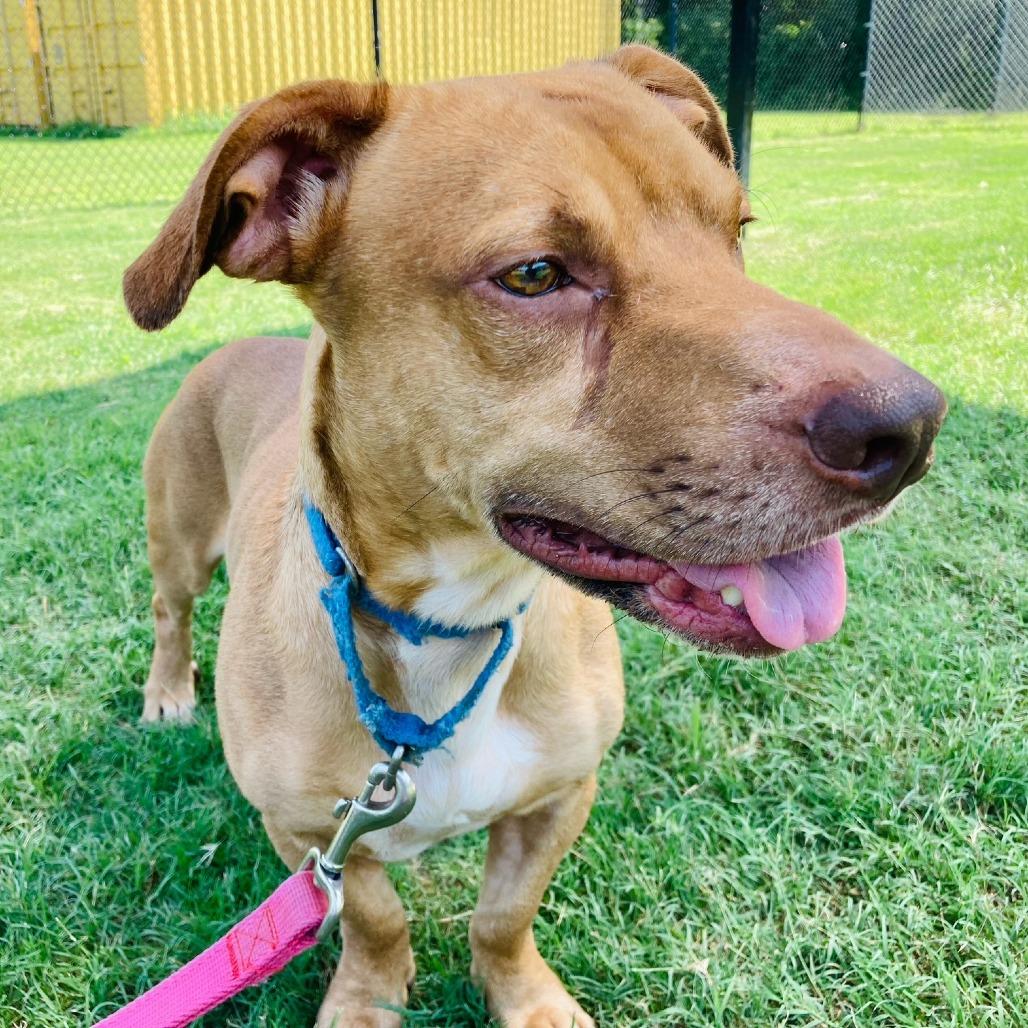 Enlarge Zero, a Adoptable mixed breed in Cabot, AR image 2/4