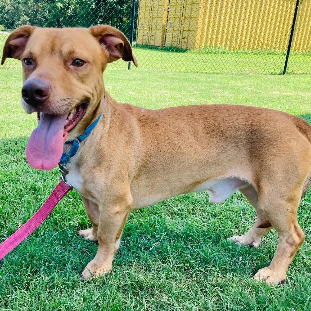 Enlarge Zero, a Adoptable mixed breed in Cabot, AR image 3/4