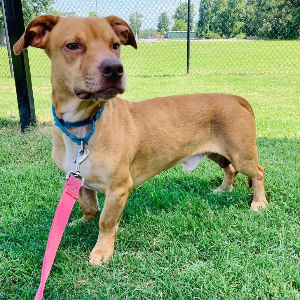 Enlarge Zero, a Adoptable mixed breed in Cabot, AR image 4/4