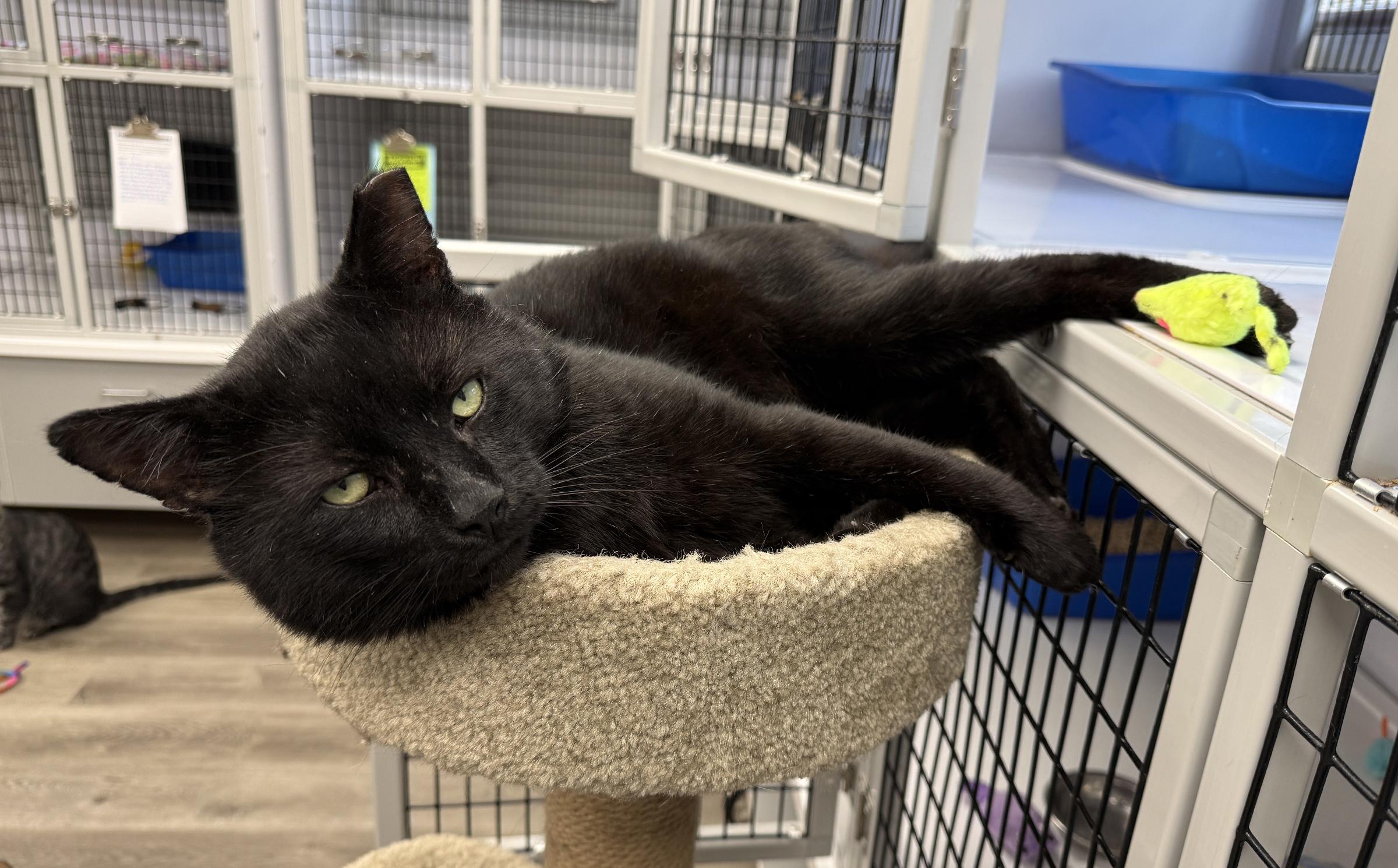 Enlarge LOCAL CAT, Onyx, a Adoptable mixed breed in Clayville, RI image 5/6