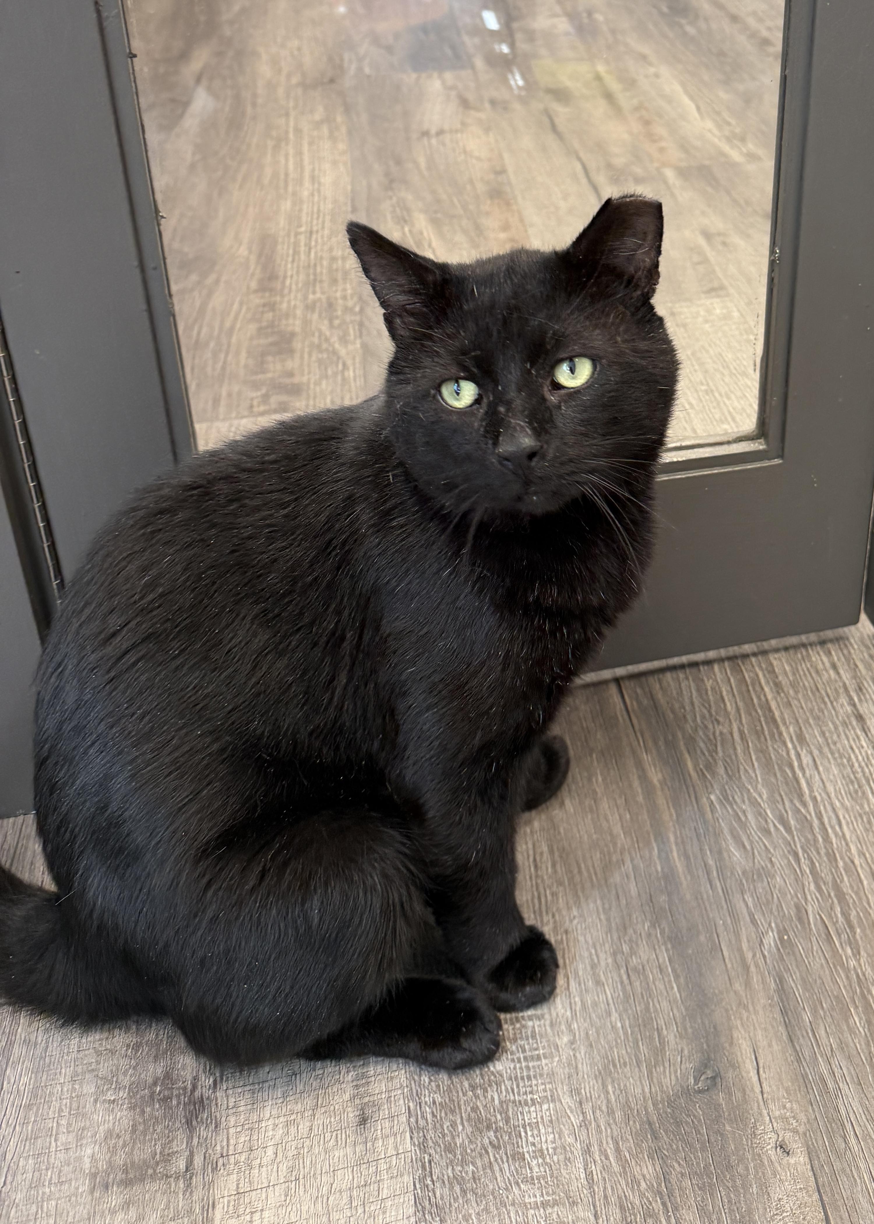 Enlarge LOCAL CAT, Onyx, a Adoptable mixed breed in Clayville, RI image 3/6