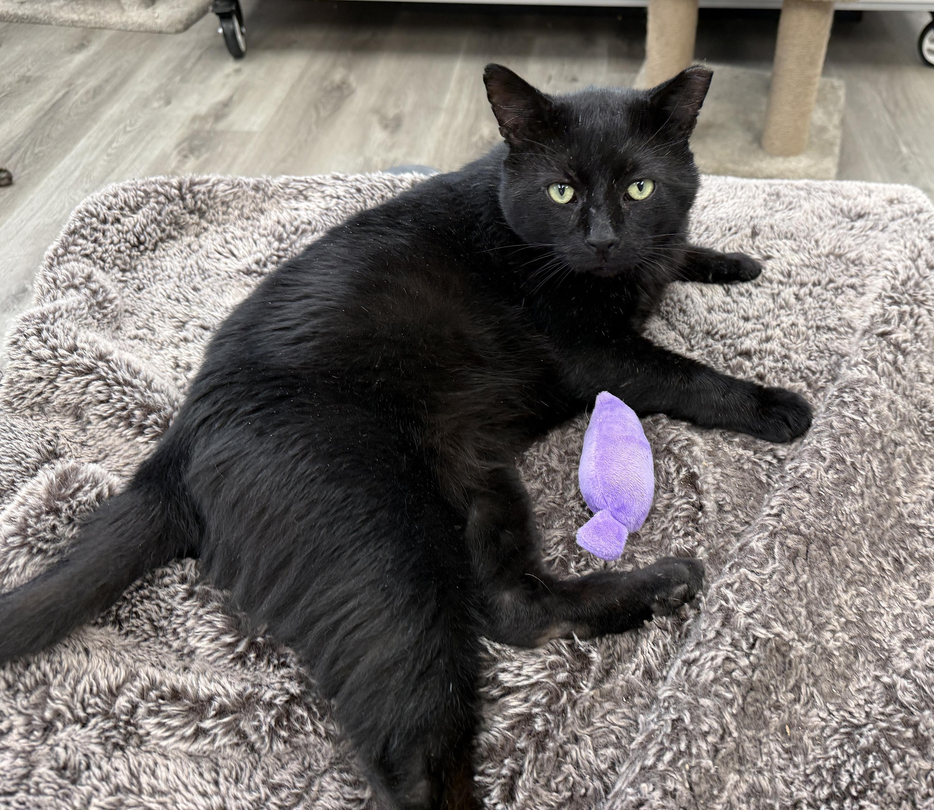 Enlarge LOCAL CAT, Onyx, a Adoptable mixed breed in Clayville, RI image 6/6