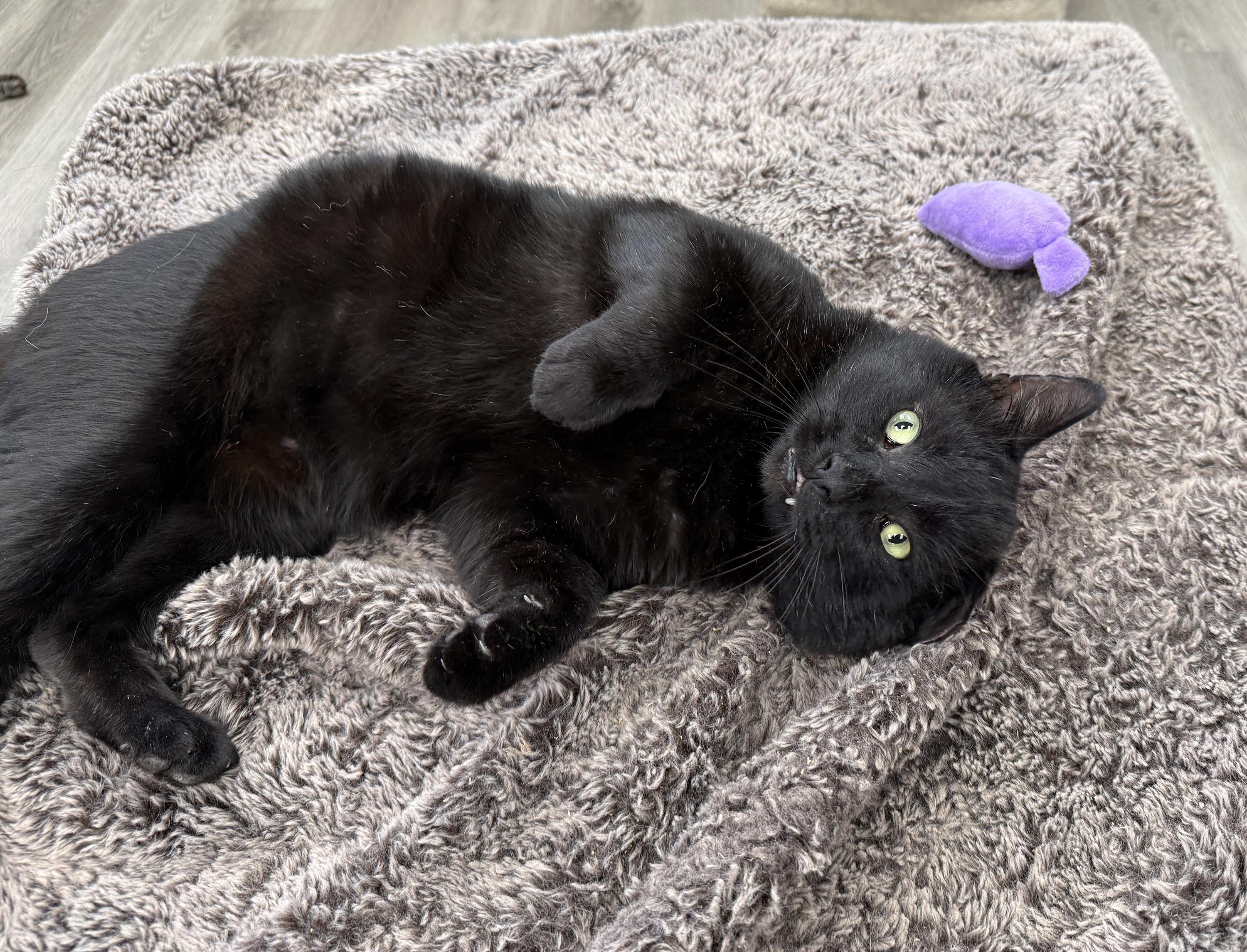 Enlarge LOCAL CAT, Onyx, a Adoptable mixed breed in Clayville, RI image 4/6