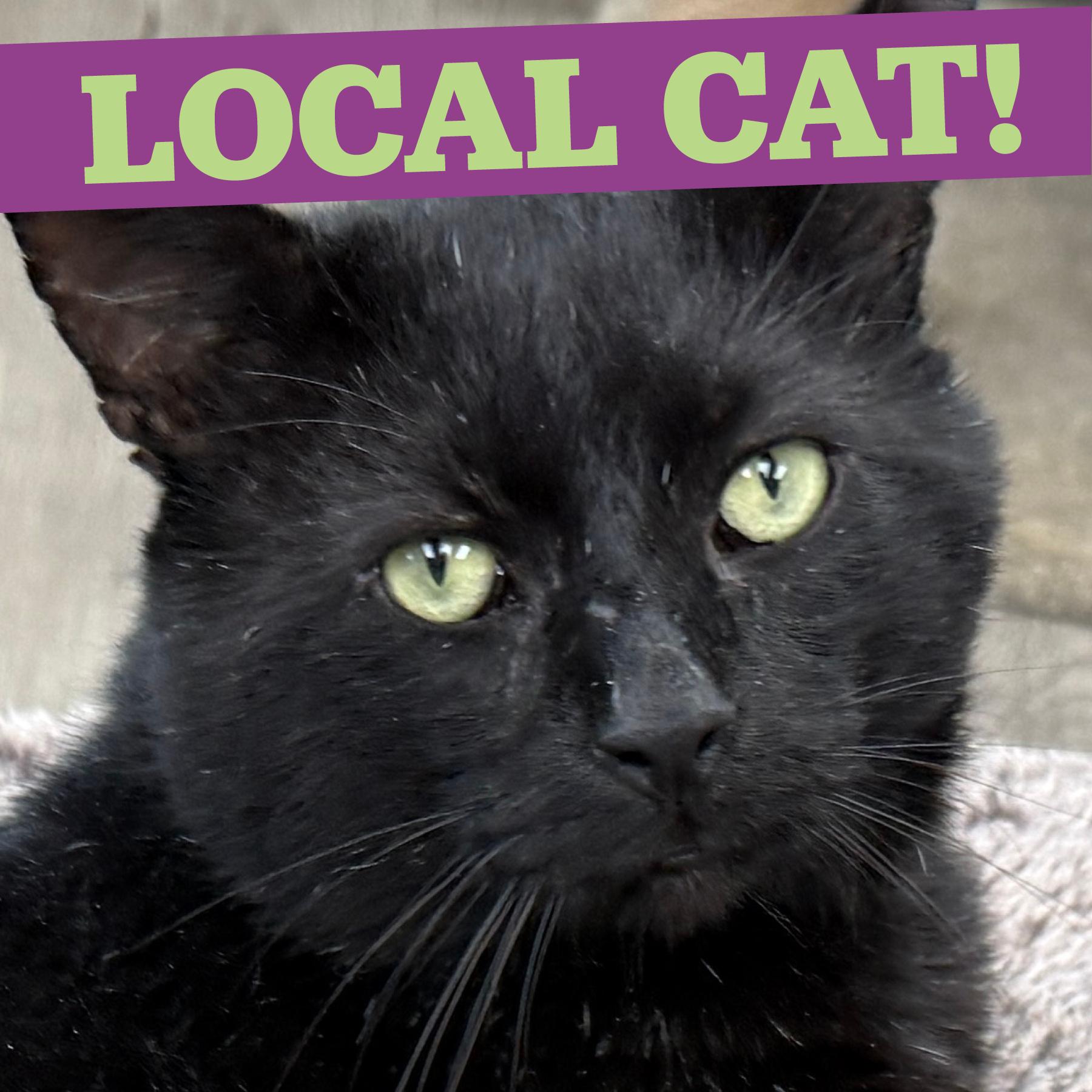 Enlarge LOCAL CAT, Onyx, a Adoptable mixed breed in Clayville, RI image 1/6