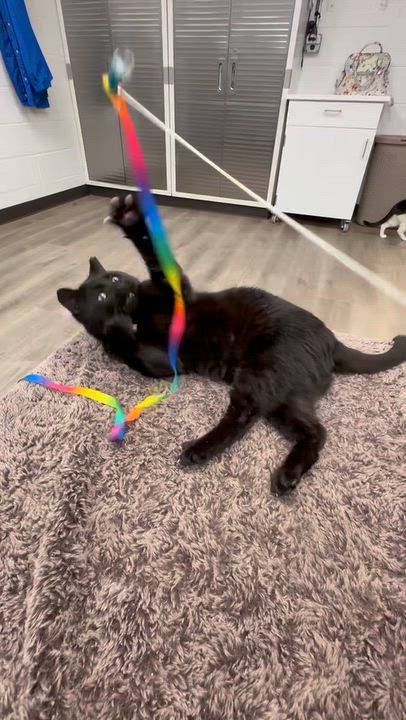 Enlarge LOCAL CAT, Onyx, a Adoptable mixed breed in Clayville, RI video 2/6