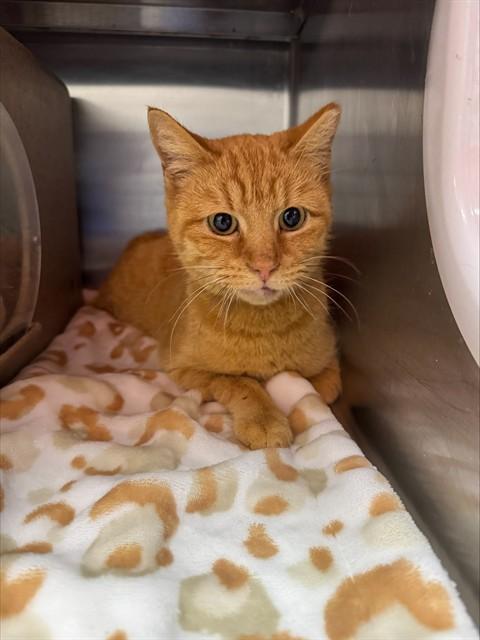 Enlarge NATALIA, a Adoptable Domestic Short Hair in Louisville, KY image 1/1