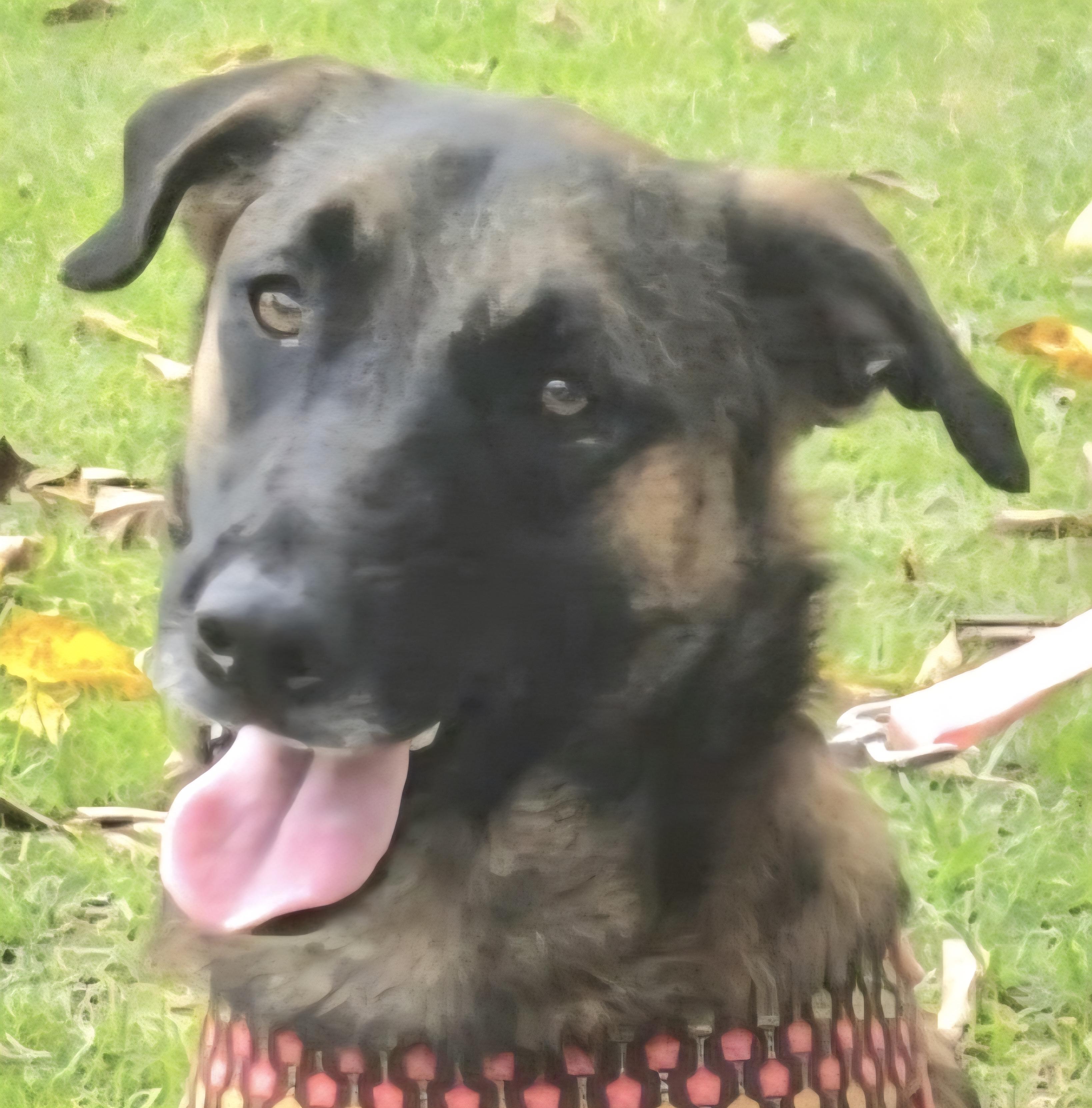 MELINA "In NY: Foster or Forever Home Needed!", a Adoptable mixed breed in New York, NY image 1/3