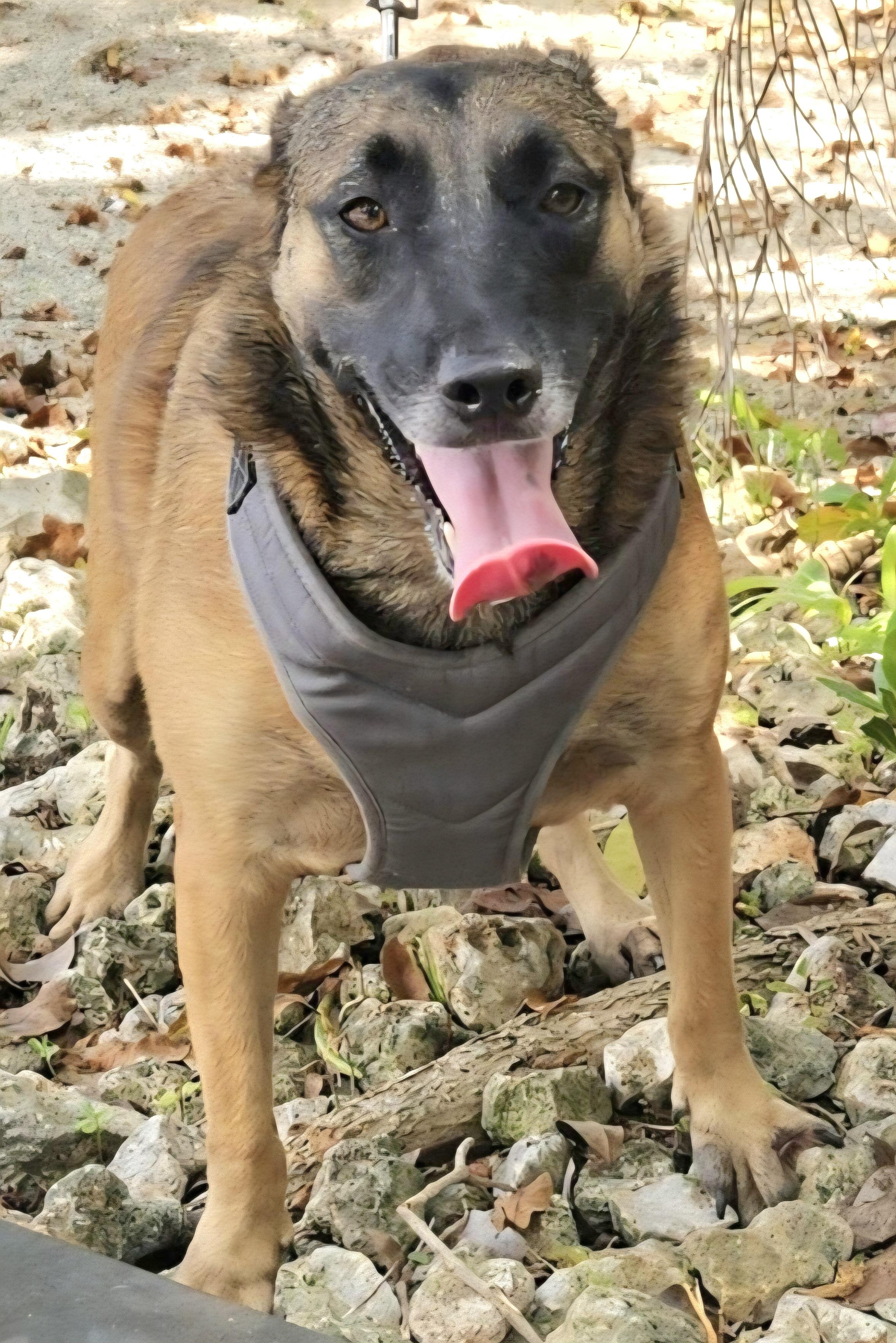 MELINA "In NY: Foster or Forever Home Needed!", a Adoptable mixed breed in New York, NY image 3/3