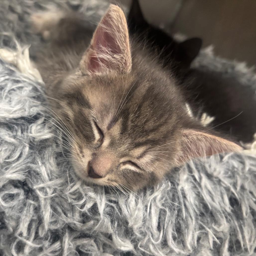 Aurora 43C25, Adoptable, Young Female Domestic Short Hair.