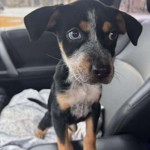 Angel, an adopted Australian Cattle Dog / Blue Heeler in Wando, SC image 1/5