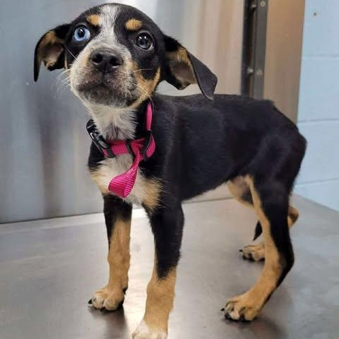 Angel, an adopted Australian Cattle Dog / Blue Heeler in Wando, SC image 2/5