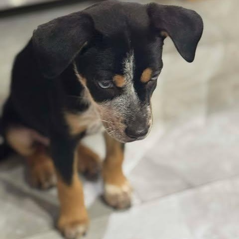 Angel, an adopted Australian Cattle Dog / Blue Heeler in Wando, SC image 3/5