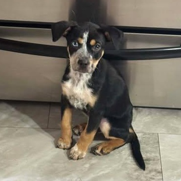Angel, an adopted Australian Cattle Dog / Blue Heeler in Wando, SC image 4/5