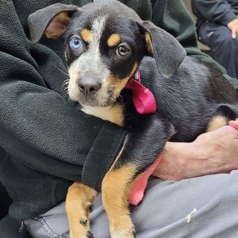 Angel, an adopted Australian Cattle Dog / Blue Heeler in Wando, SC image 5/5