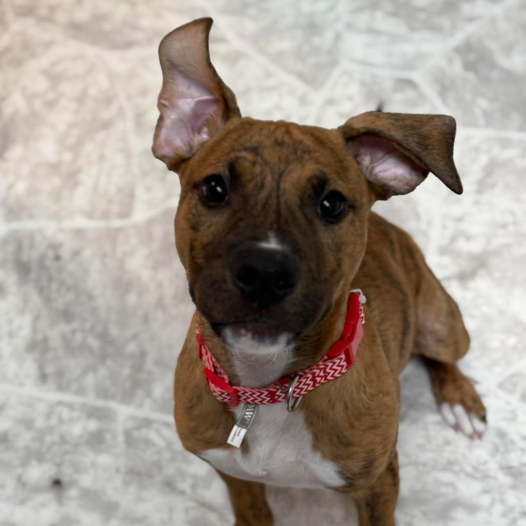Enlarge Alvin, a Adoptable Pit Bull Terrier in Brainerd, MN image 1/6