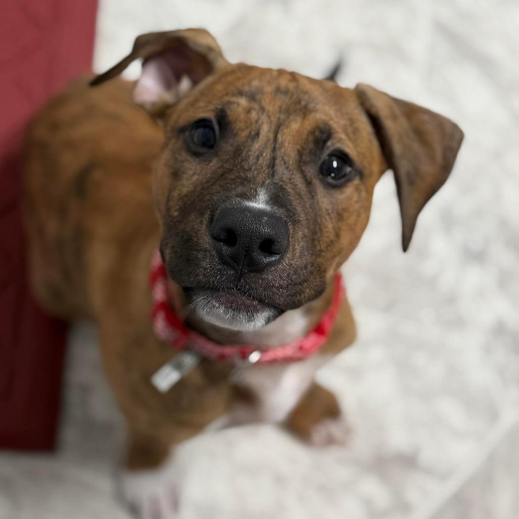 Enlarge Alvin, a Adoptable Pit Bull Terrier in Brainerd, MN image 2/6