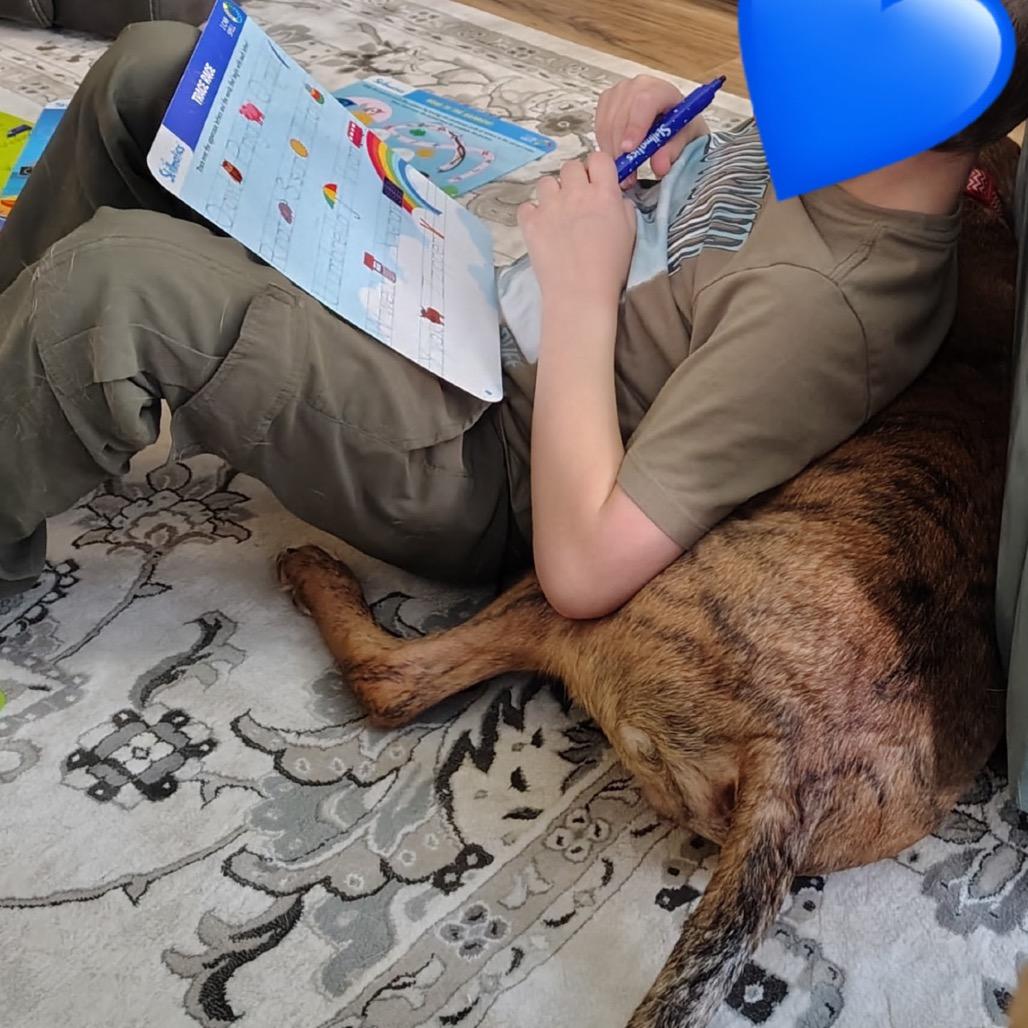 Enlarge Alvin, a Adoptable Pit Bull Terrier in Brainerd, MN image 3/6