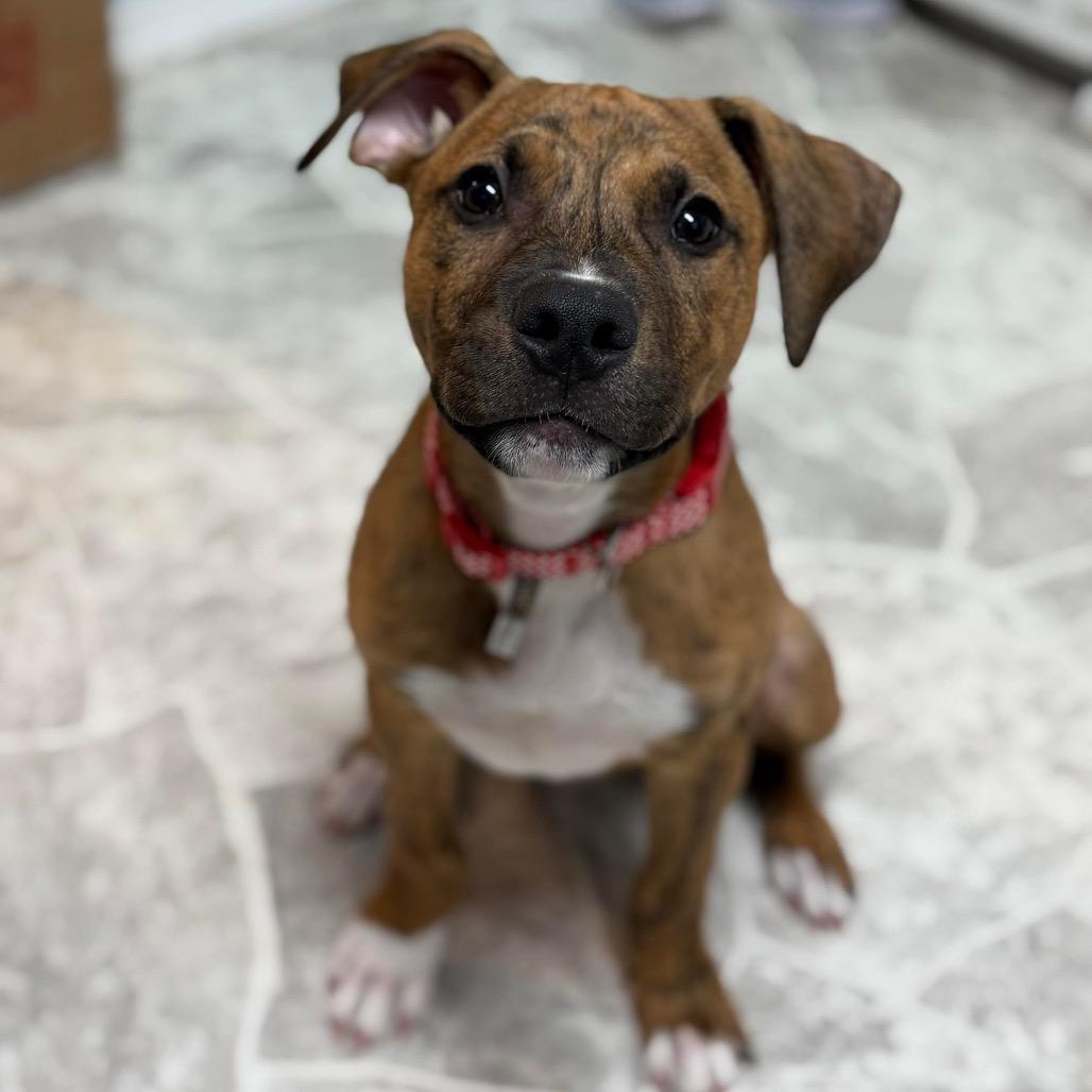Enlarge Alvin, a Adoptable Pit Bull Terrier in Brainerd, MN image 4/6