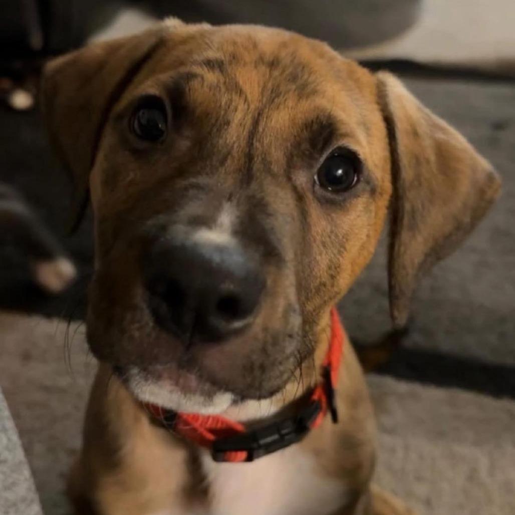 Enlarge Alvin, a Adoptable Pit Bull Terrier in Brainerd, MN image 5/6
