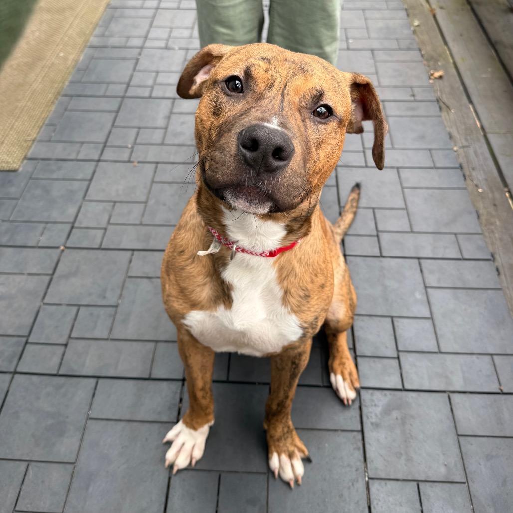 Enlarge Alvin, a Adoptable Pit Bull Terrier in Brainerd, MN image 6/6