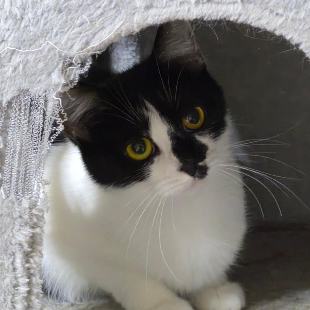 Enlarge Violet, a Adoptable Domestic Short Hair in Richmond, KY image 1/6