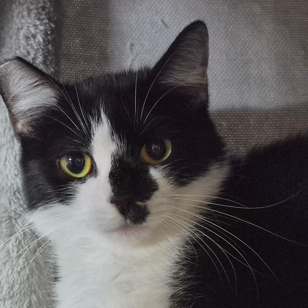 Enlarge Violet, a Adoptable Domestic Short Hair in Richmond, KY image 2/6