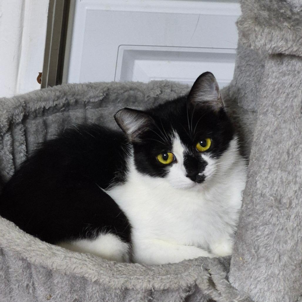 Enlarge Violet, a Adoptable Domestic Short Hair in Richmond, KY image 3/6