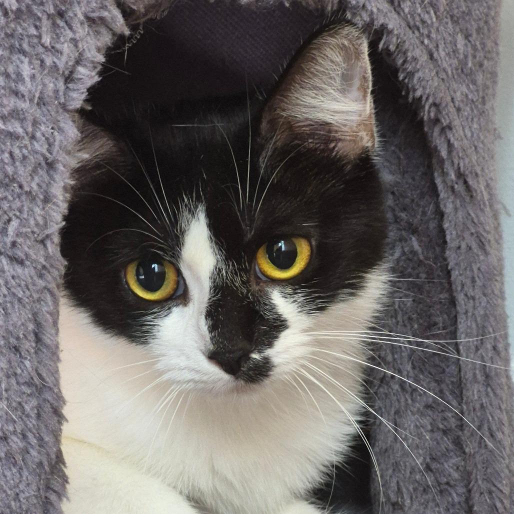 Enlarge Violet, a Adoptable Domestic Short Hair in Richmond, KY image 4/6