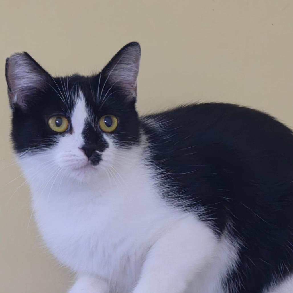 Enlarge Violet, a Adoptable Domestic Short Hair in Richmond, KY image 5/6