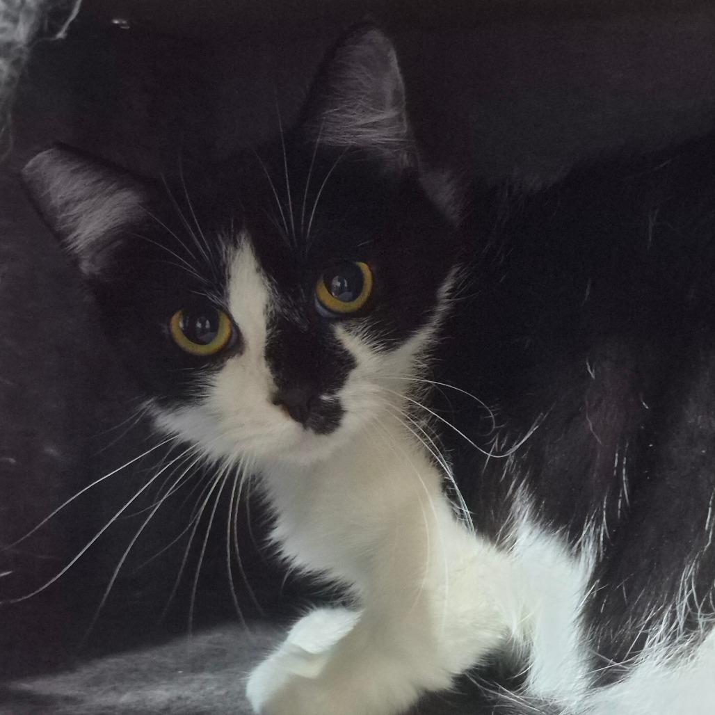 Enlarge Violet, a Adoptable Domestic Short Hair in Richmond, KY image 6/6