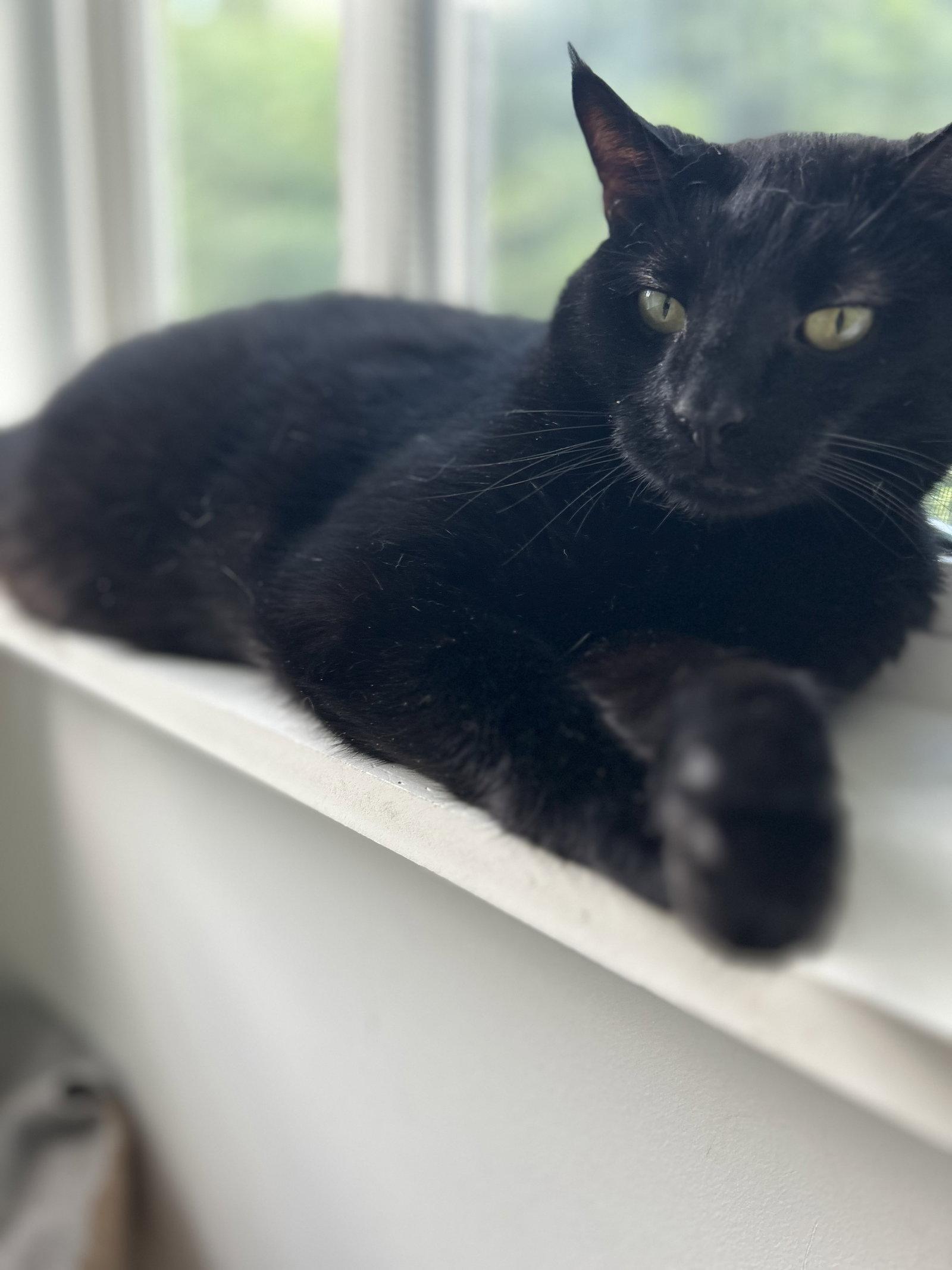 Ruggles, Adoptable, Adult Male Domestic Short Hair.