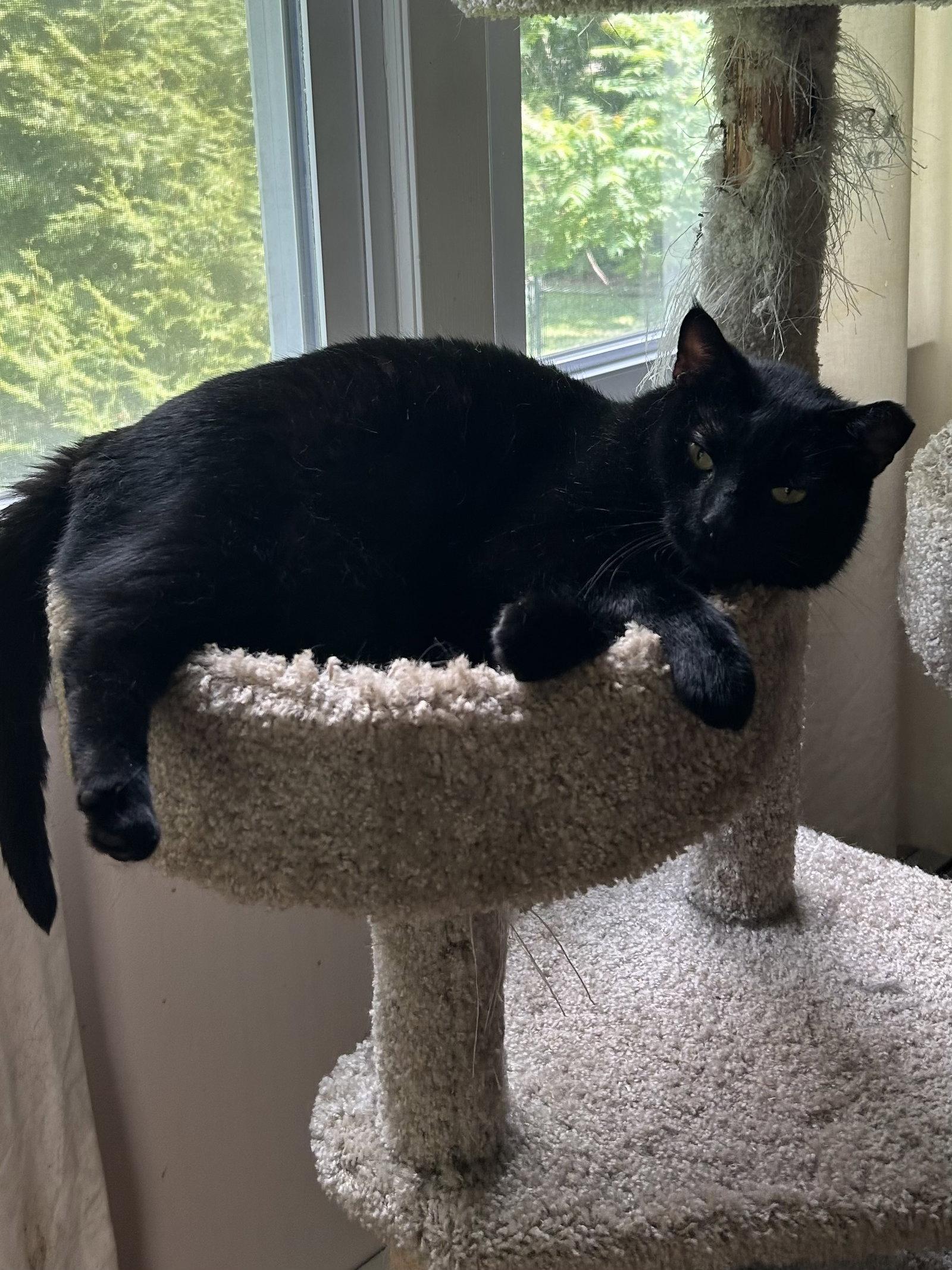Ruggles, a Adoptable Domestic Short Hair in Fishkill, NY image 2/3