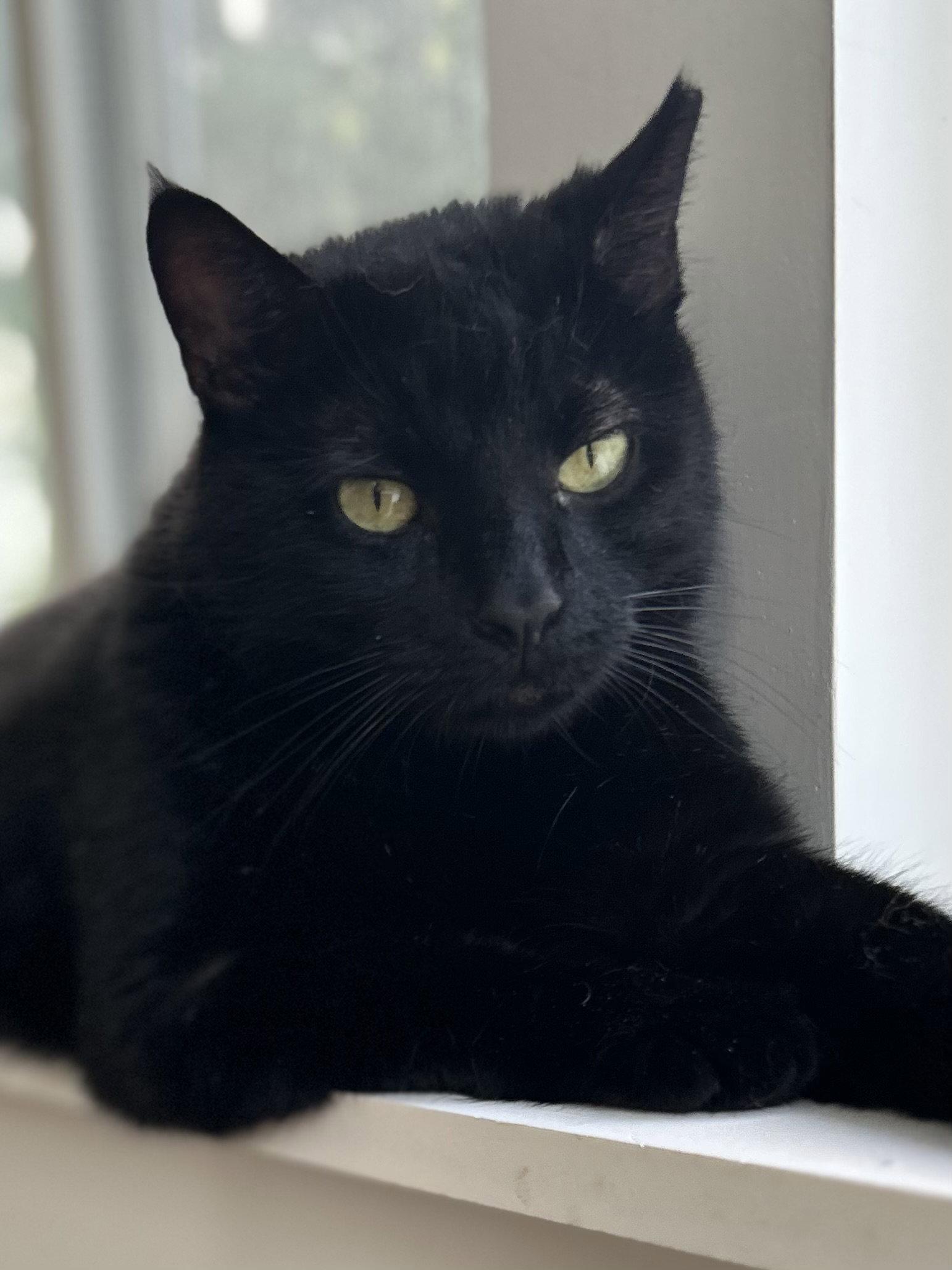 Ruggles, a Adoptable Domestic Short Hair in Fishkill, NY image 3/3