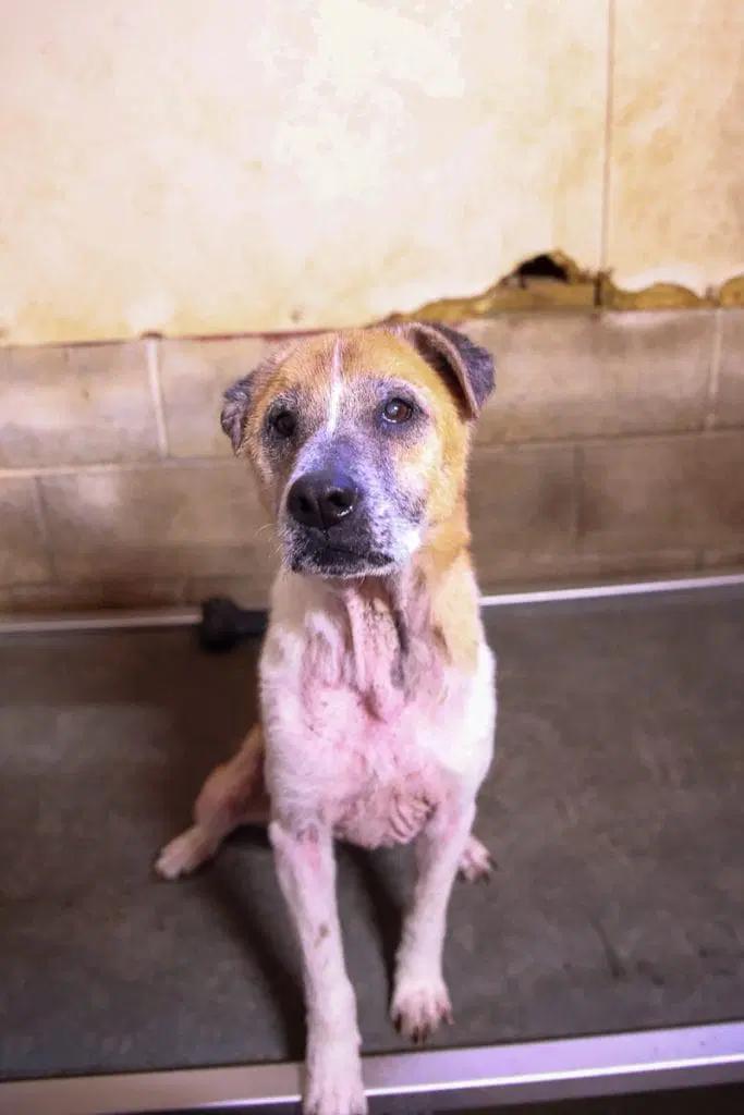 Barney, ADOPTABLE, Adult Male Shepherd.