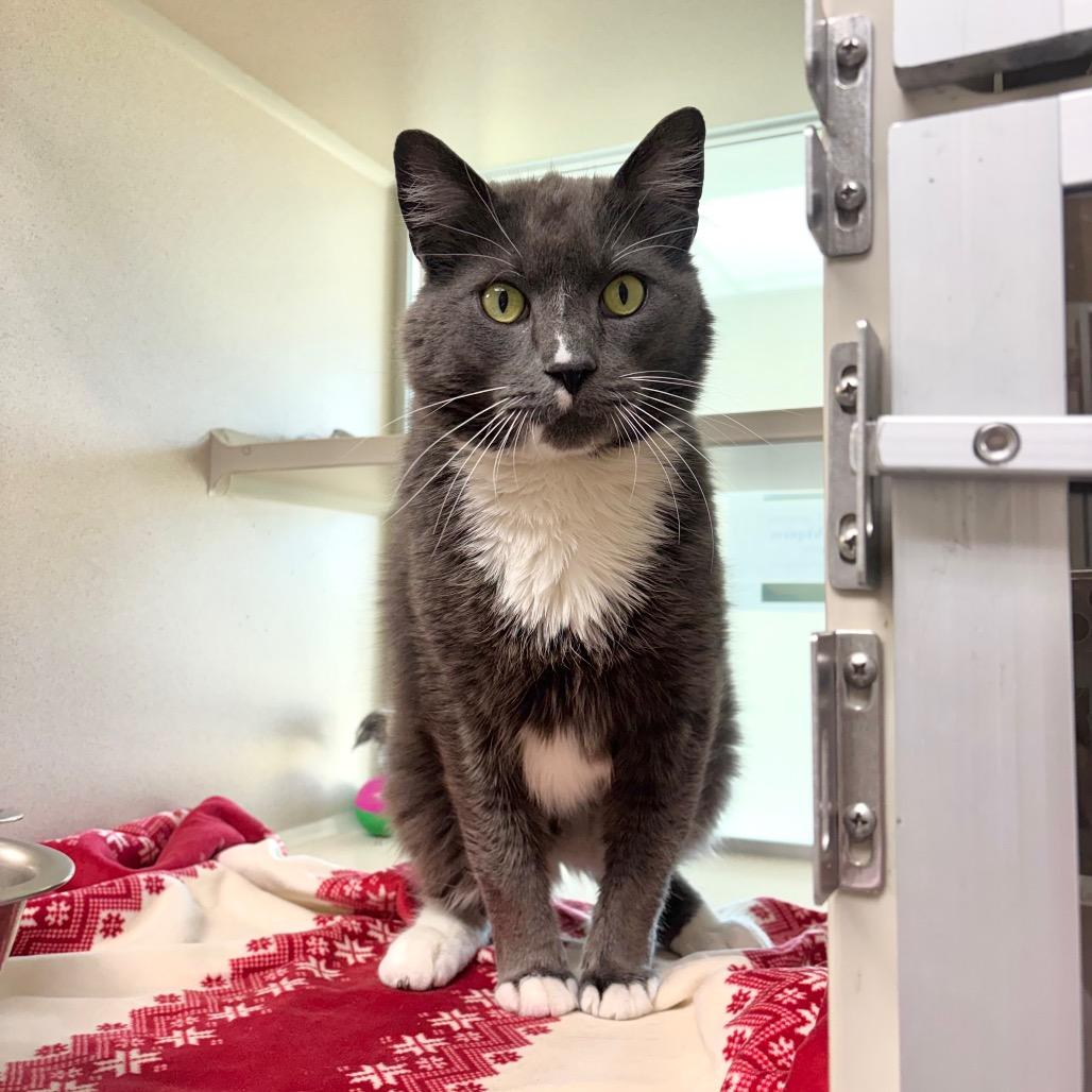 Socks, Adoptable, Adult Male Domestic Short Hair.