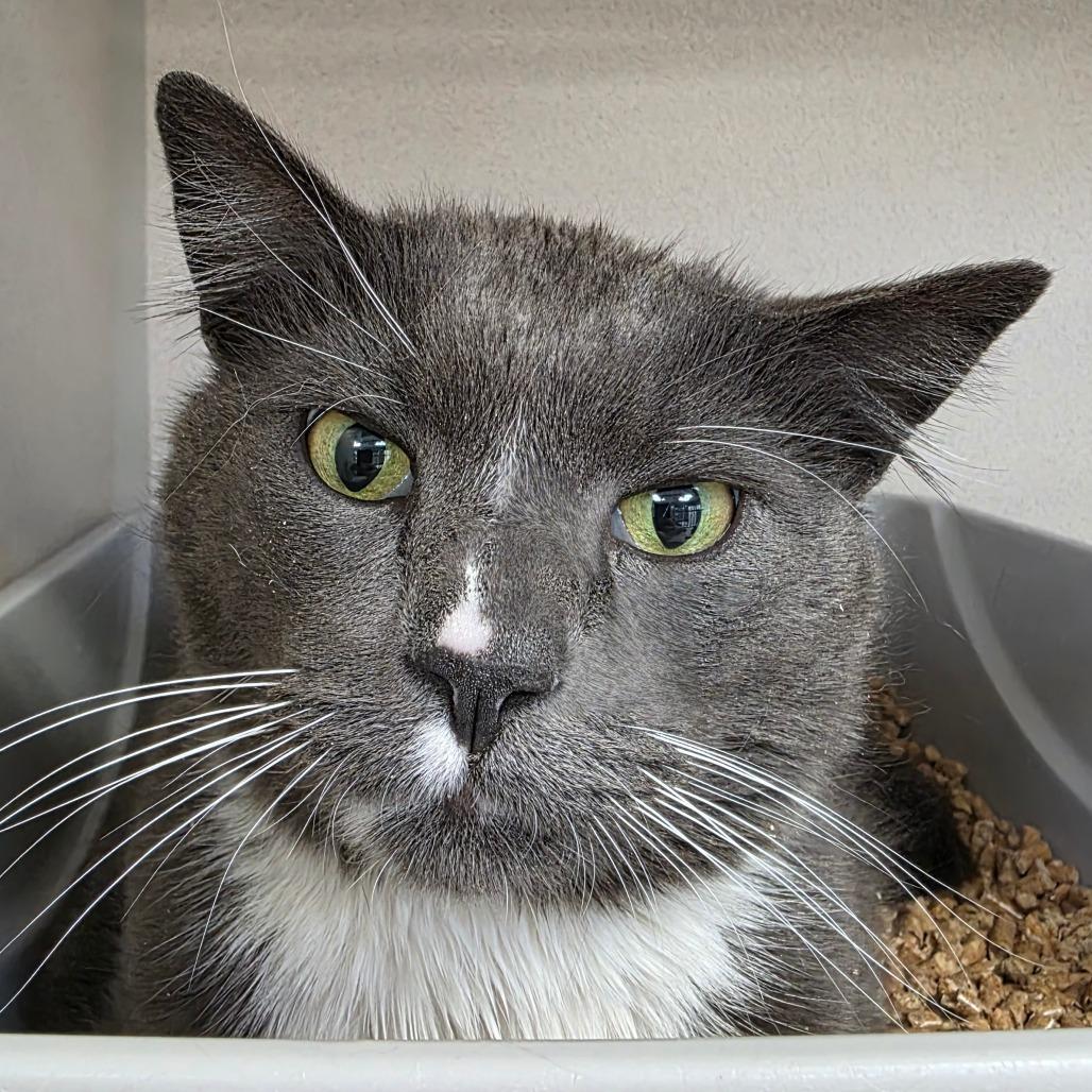 Socks, Adoptable, Adult Male Domestic Short Hair.
