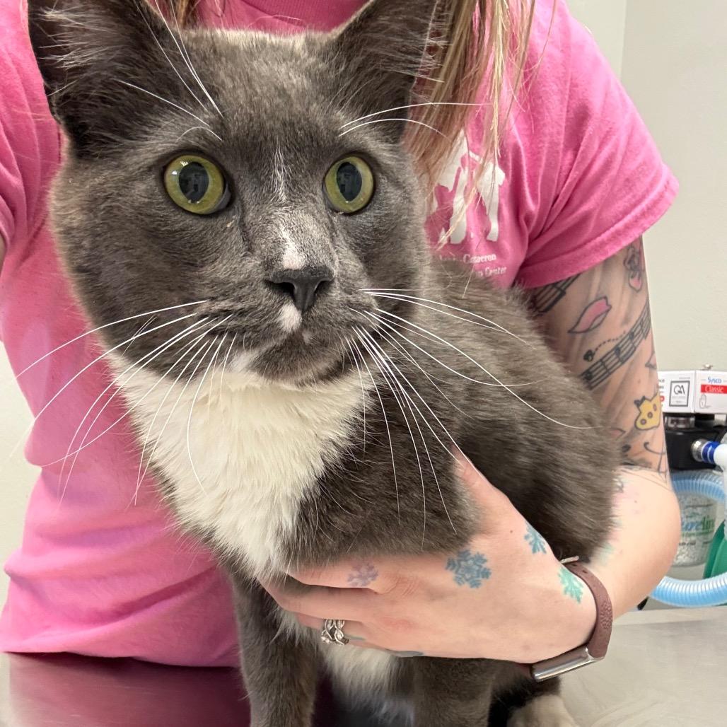 Enlarge Socks, a Adoptable Domestic Short Hair in Great Falls, MT image 2/2