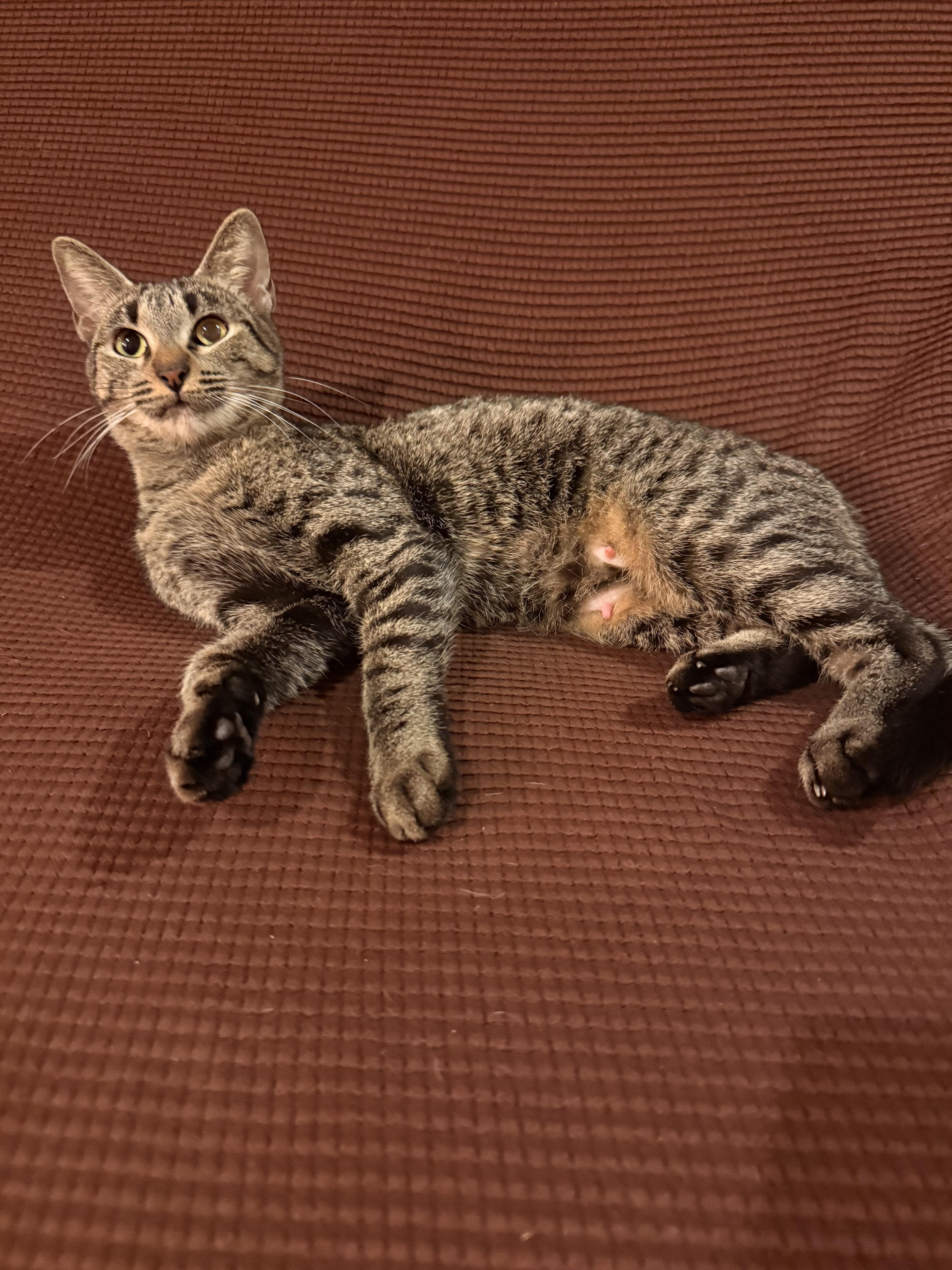 Enlarge Wisp, a ADOPTABLE mixed breed in Fort Collins, CO image 1/2