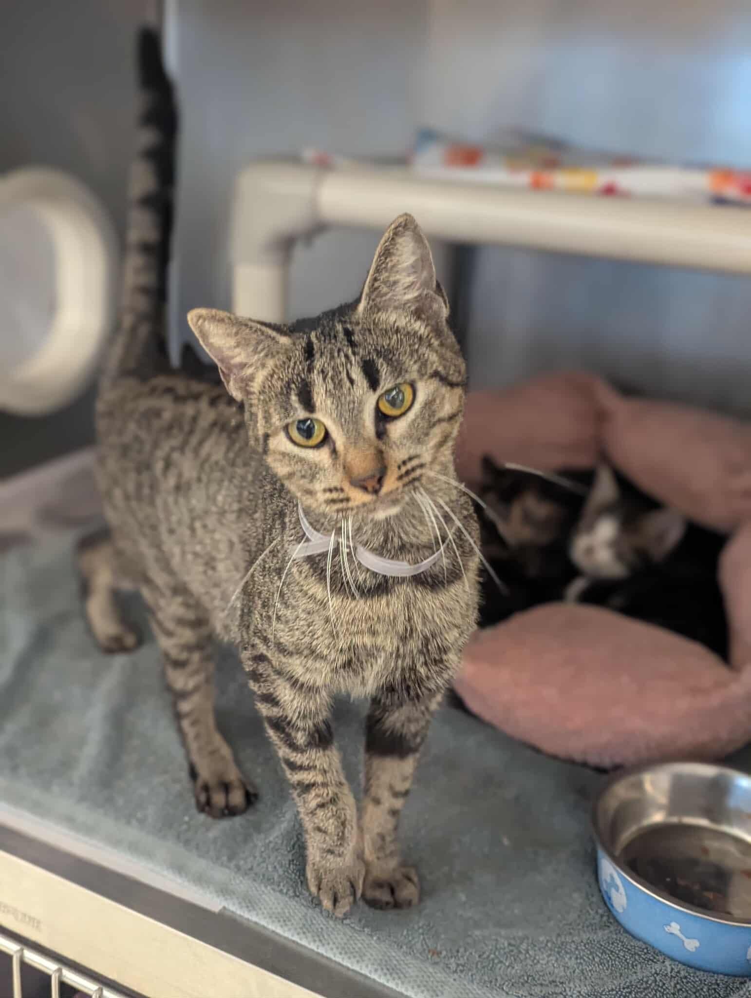 Enlarge Wisp, a ADOPTABLE mixed breed in Fort Collins, CO image 2/2