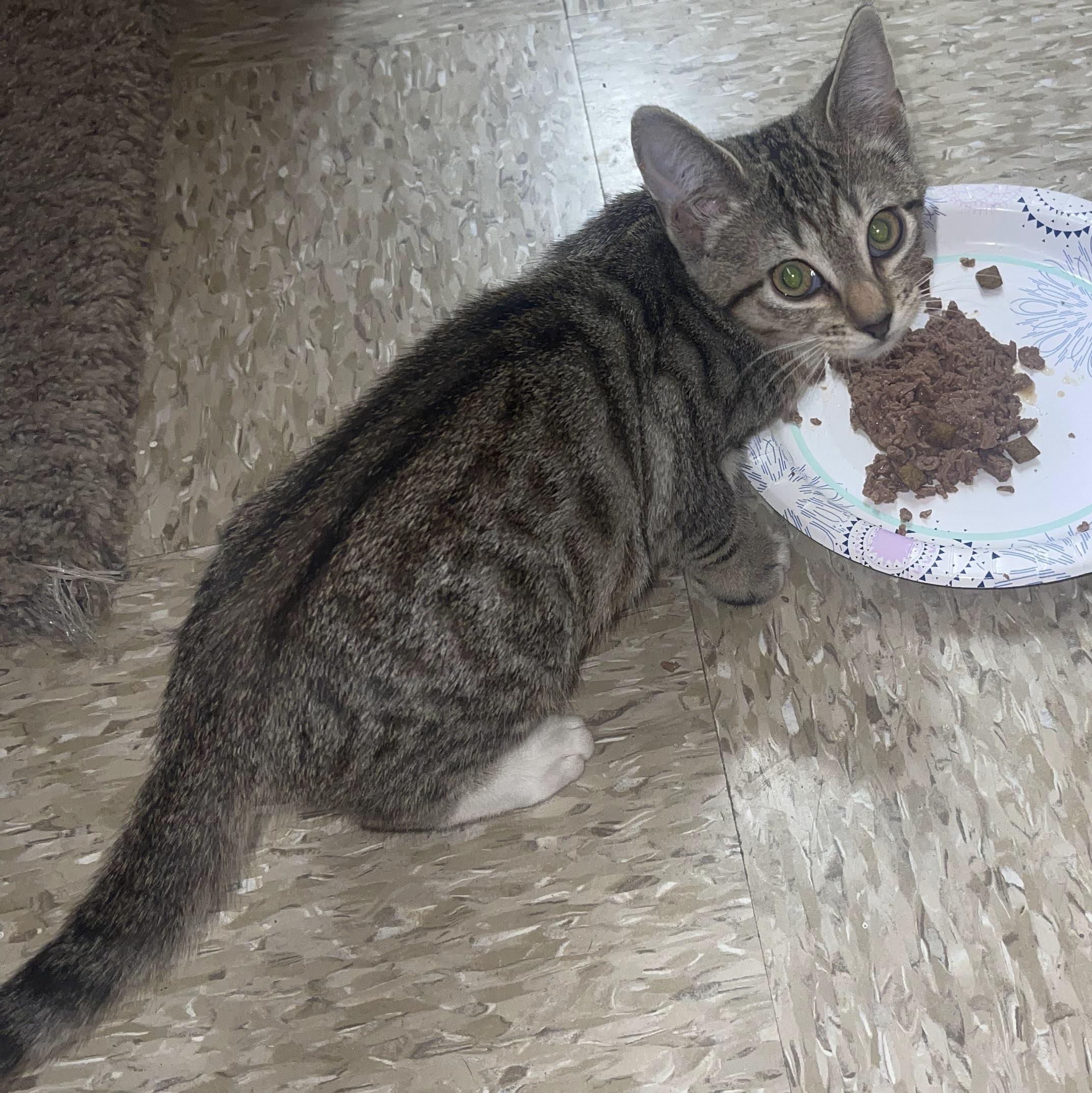 Enlarge Emily, a ADOPTABLE Domestic Short Hair in Arlington, TX image 3/3