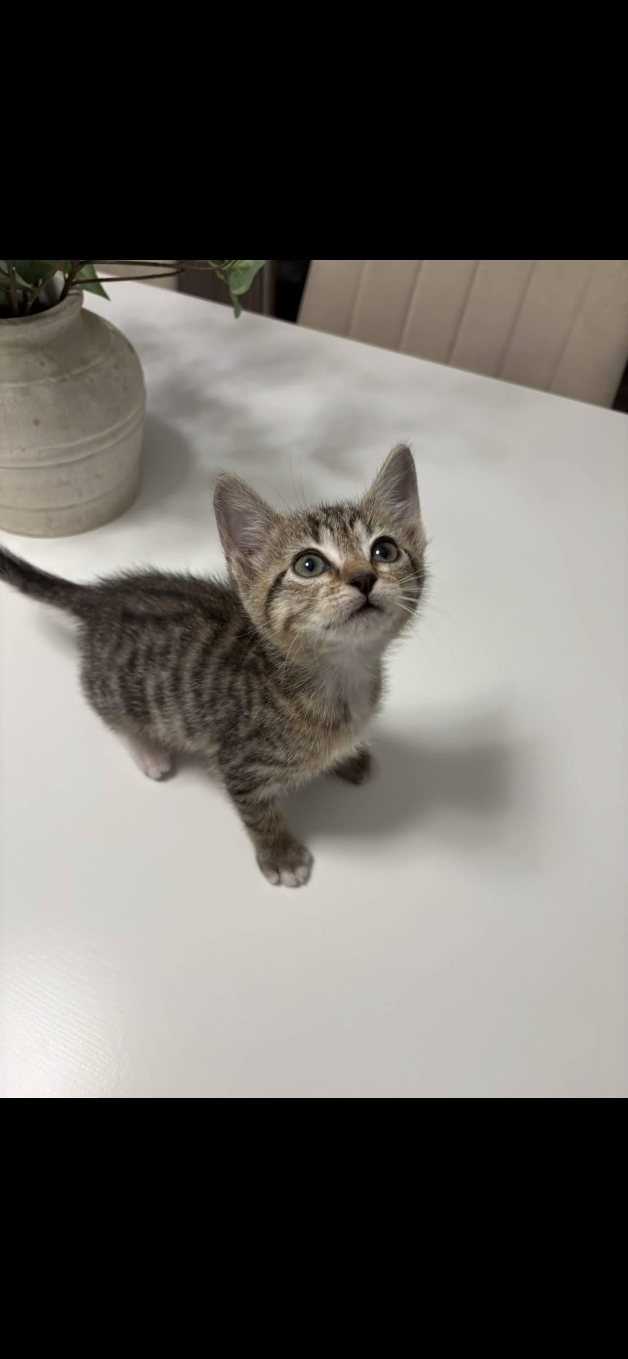 Enlarge Emily, a ADOPTABLE Domestic Short Hair in Arlington, TX image 2/3