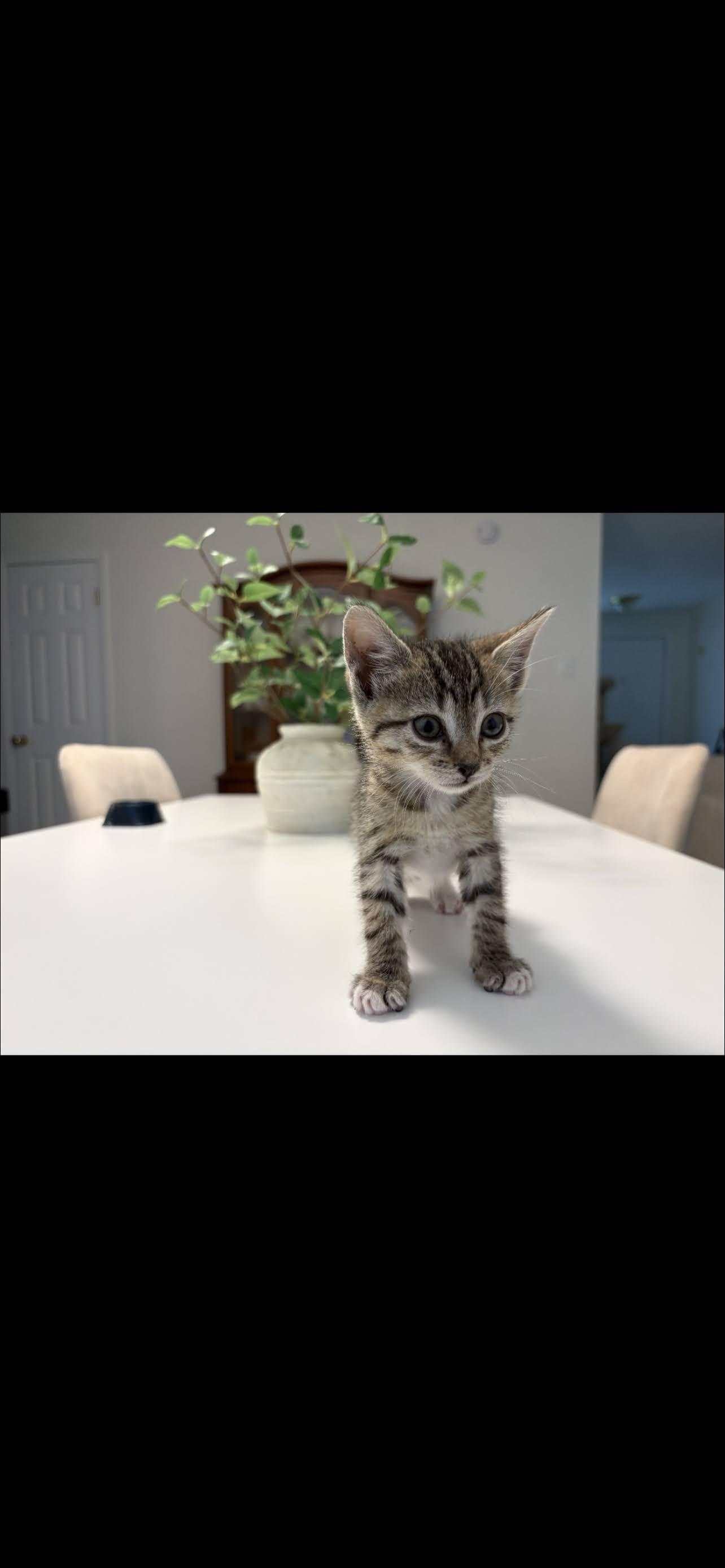 Emily, ADOPTABLE, Kitten Female Domestic Short Hair.