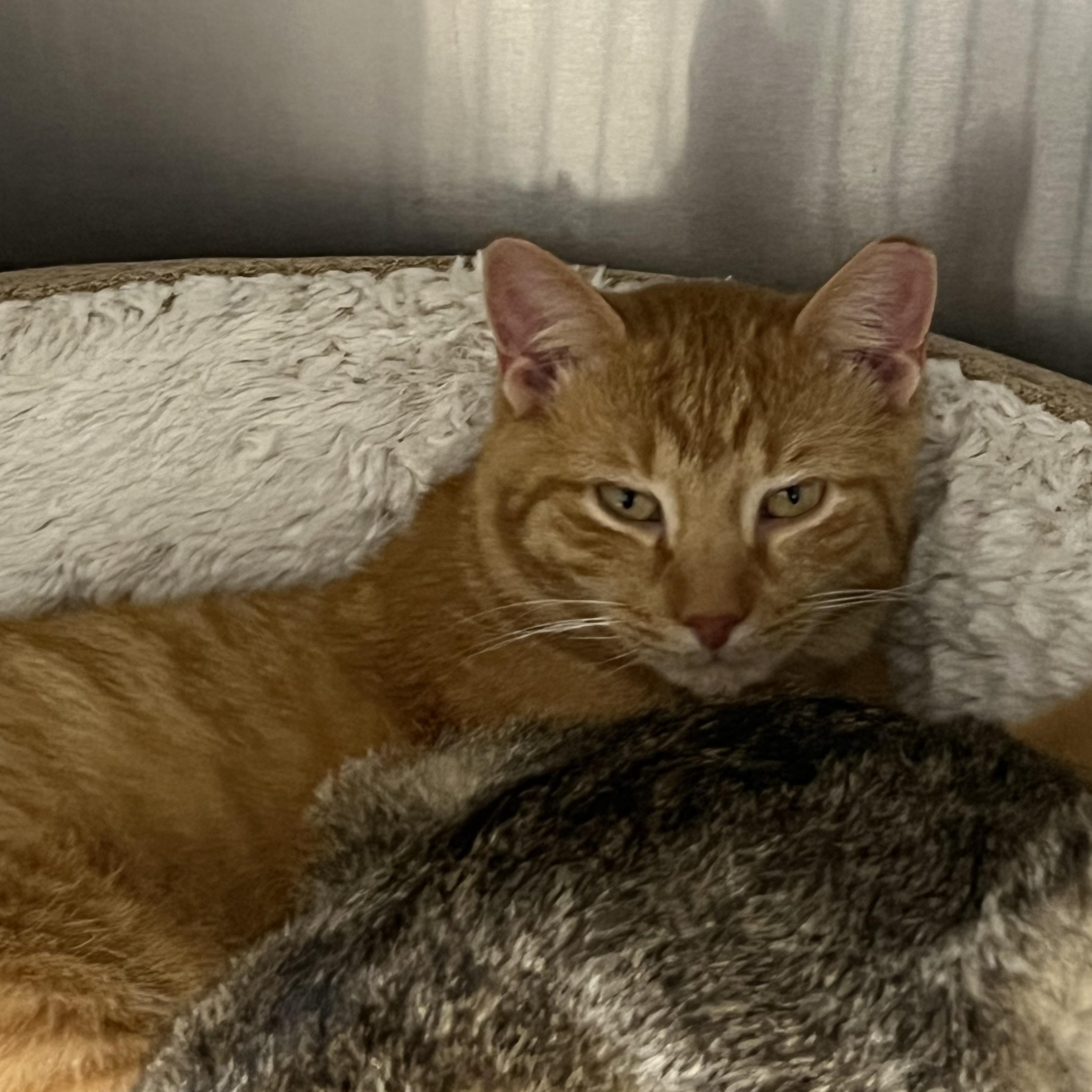 Frida, an adopted mixed breed in Mount Pleasant, MI image 2/3