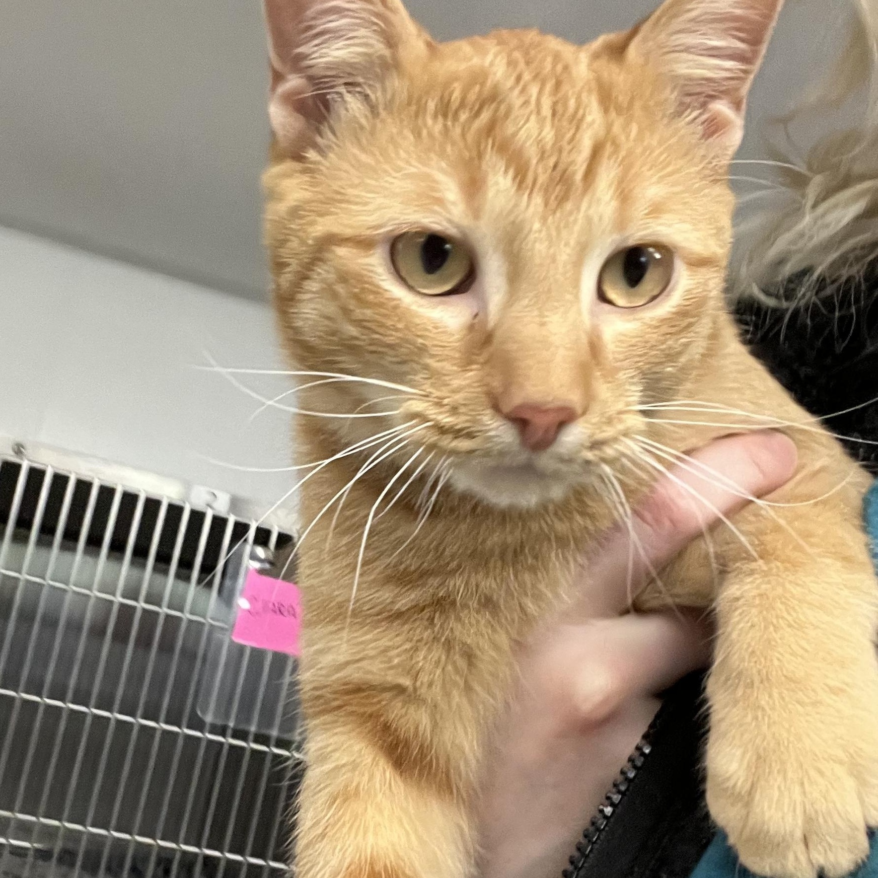 Frida, an adopted mixed breed in Mount Pleasant, MI image 1/3