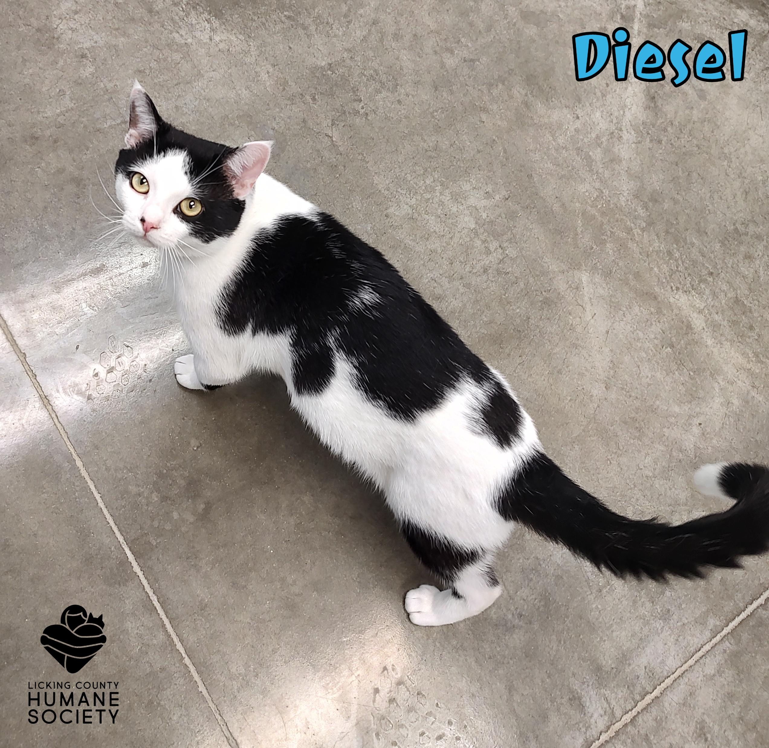 Diesel, ADOPTABLE, Adult Male Domestic Short Hair.