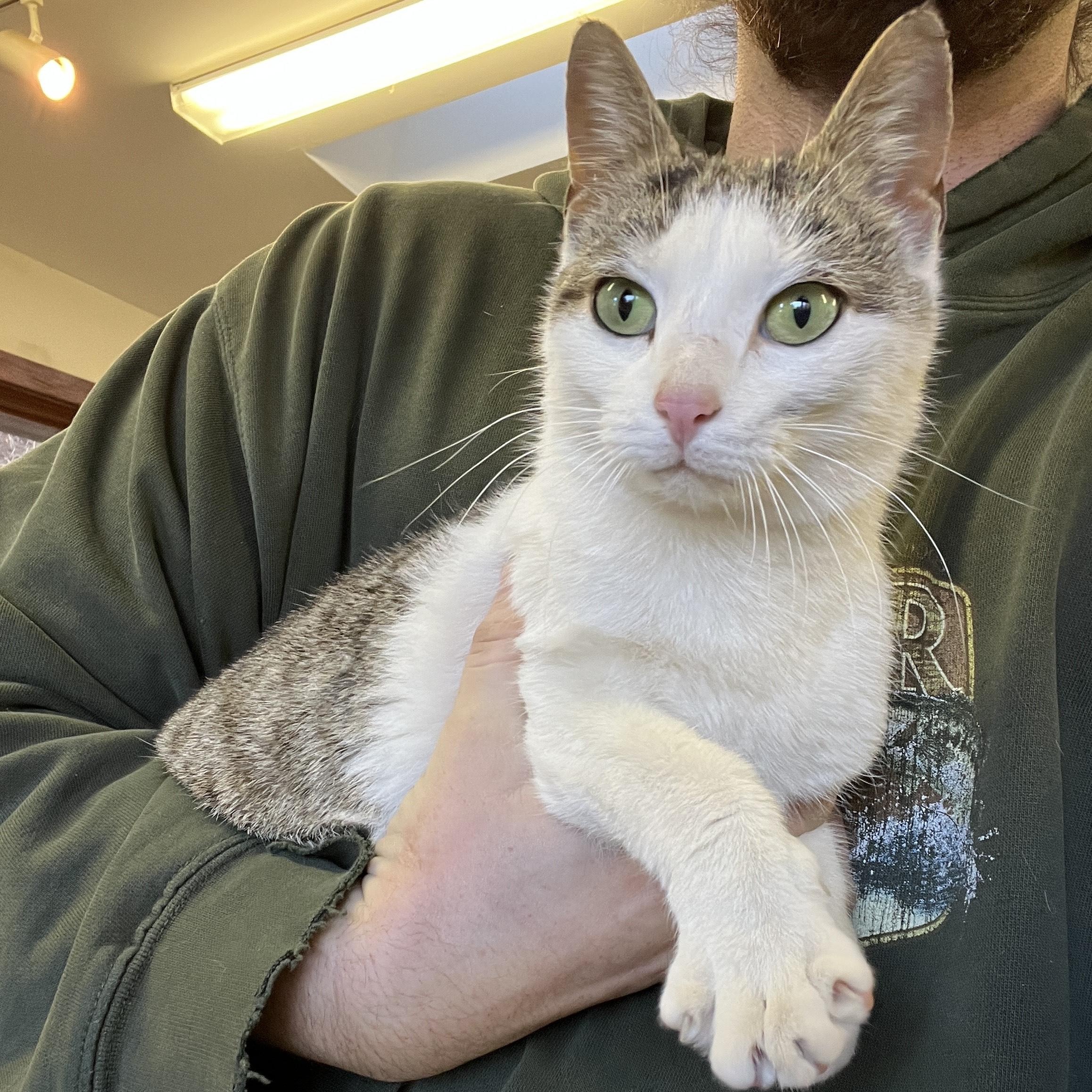 Enlarge Kari Kari (adopt or foster), a ADOPTABLE mixed breed in Hot Springs, NC image 3/5