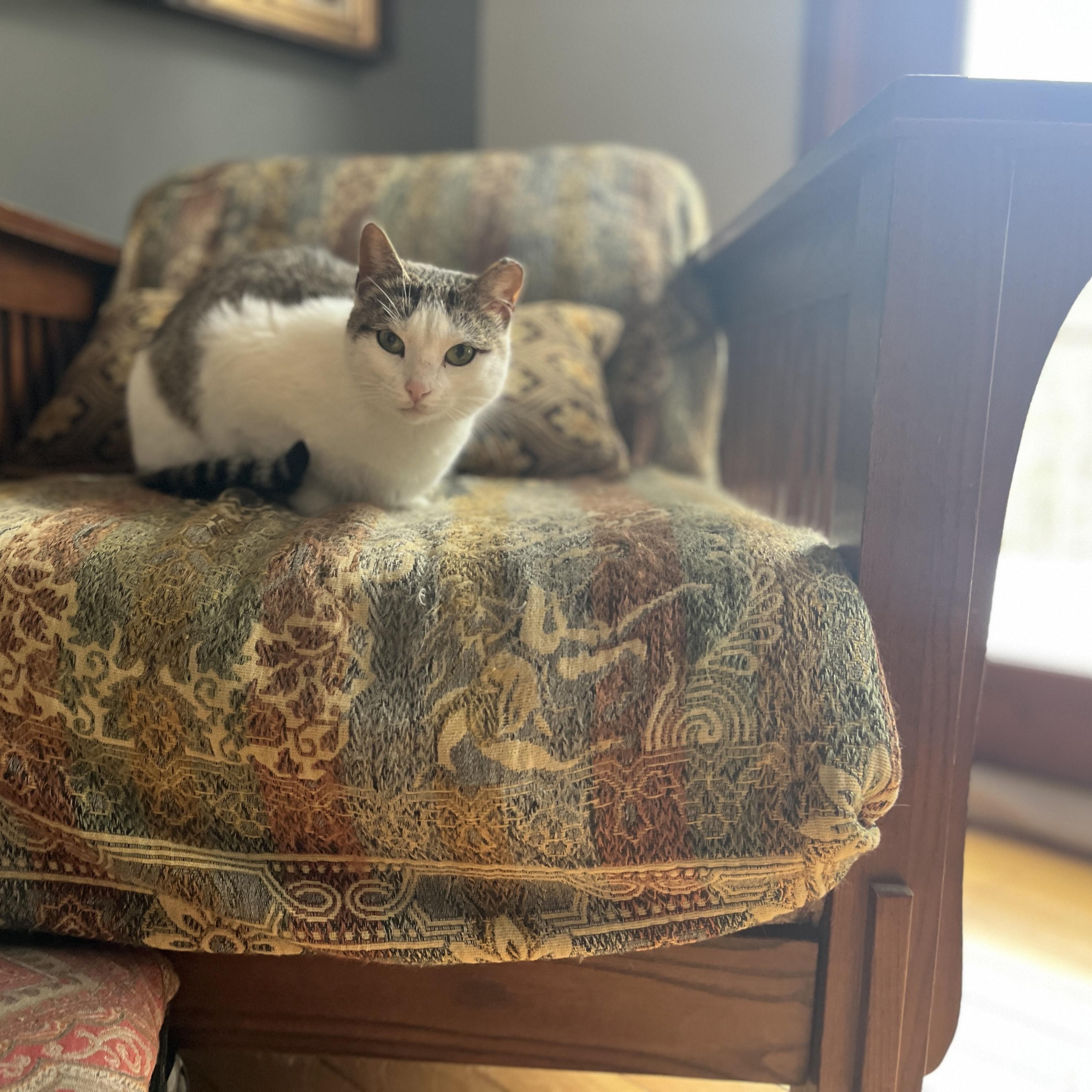 Enlarge Kari Kari (adopt or foster), a ADOPTABLE mixed breed in Hot Springs, NC image 2/5