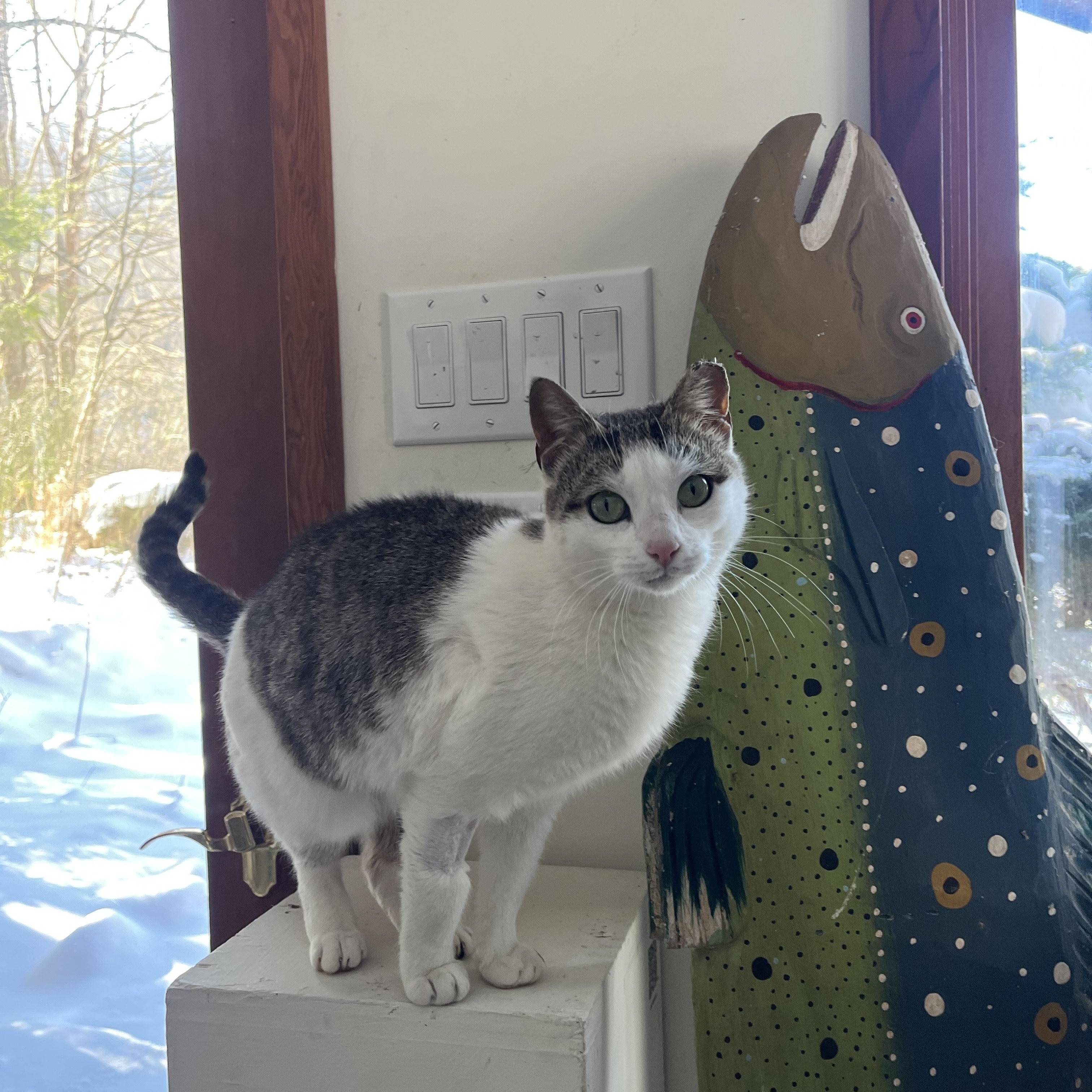 Enlarge Kari Kari (adopt or foster), a ADOPTABLE mixed breed in Hot Springs, NC image 5/5