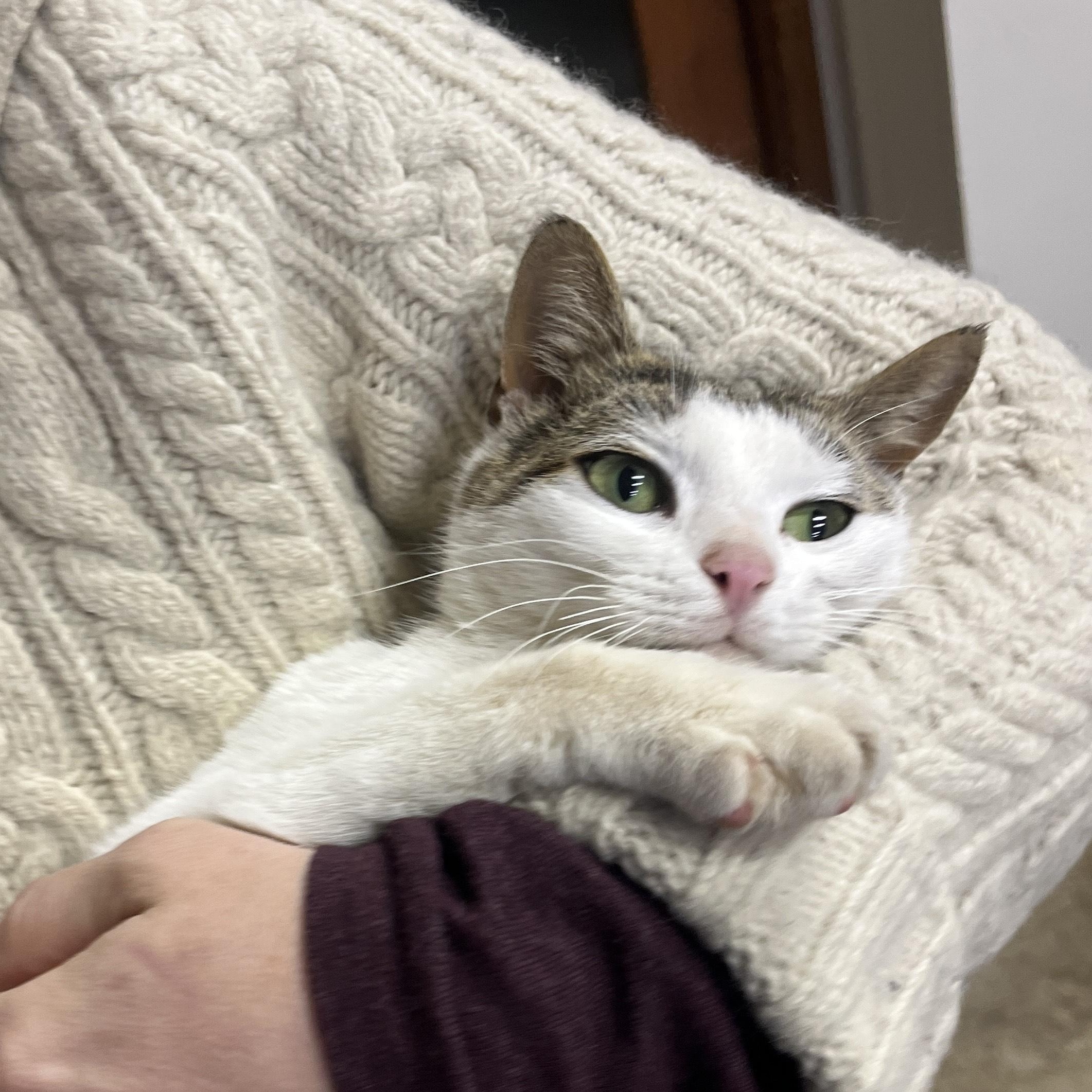 Kari Kari (adopt or foster), ADOPTABLE, Young Female Domestic Short Hair.