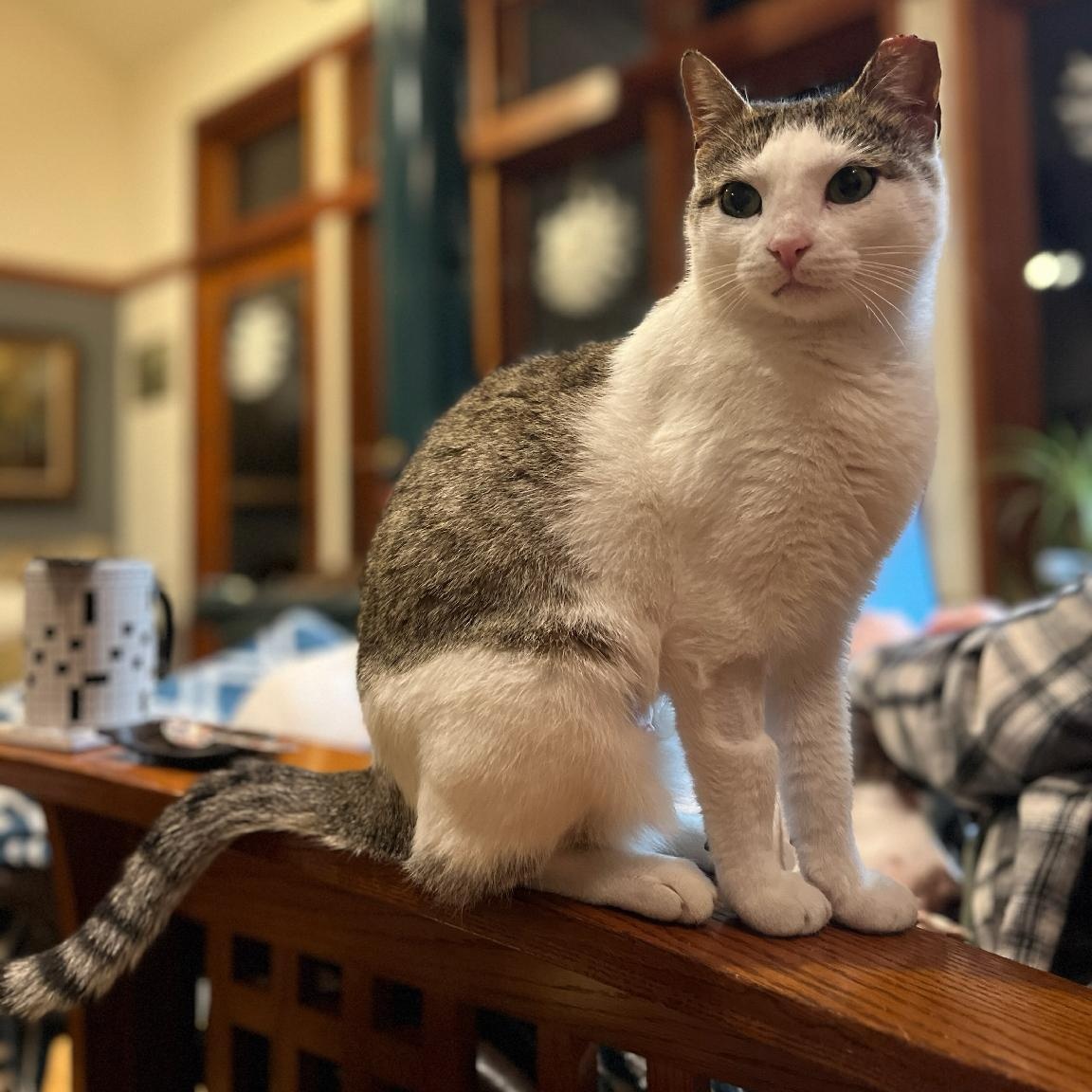 Kari Kari (adopt or foster), ADOPTABLE, Kitten Female Domestic Short Hair.